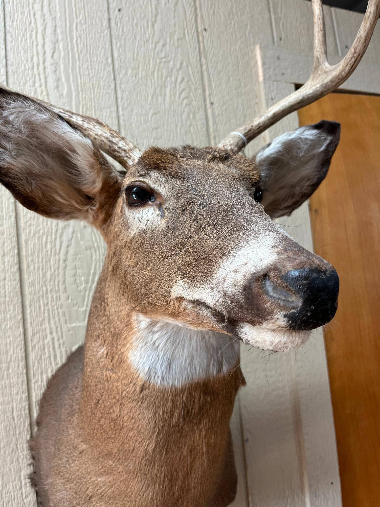 8-Point White-Tail Deer Shoulder Mount - 2