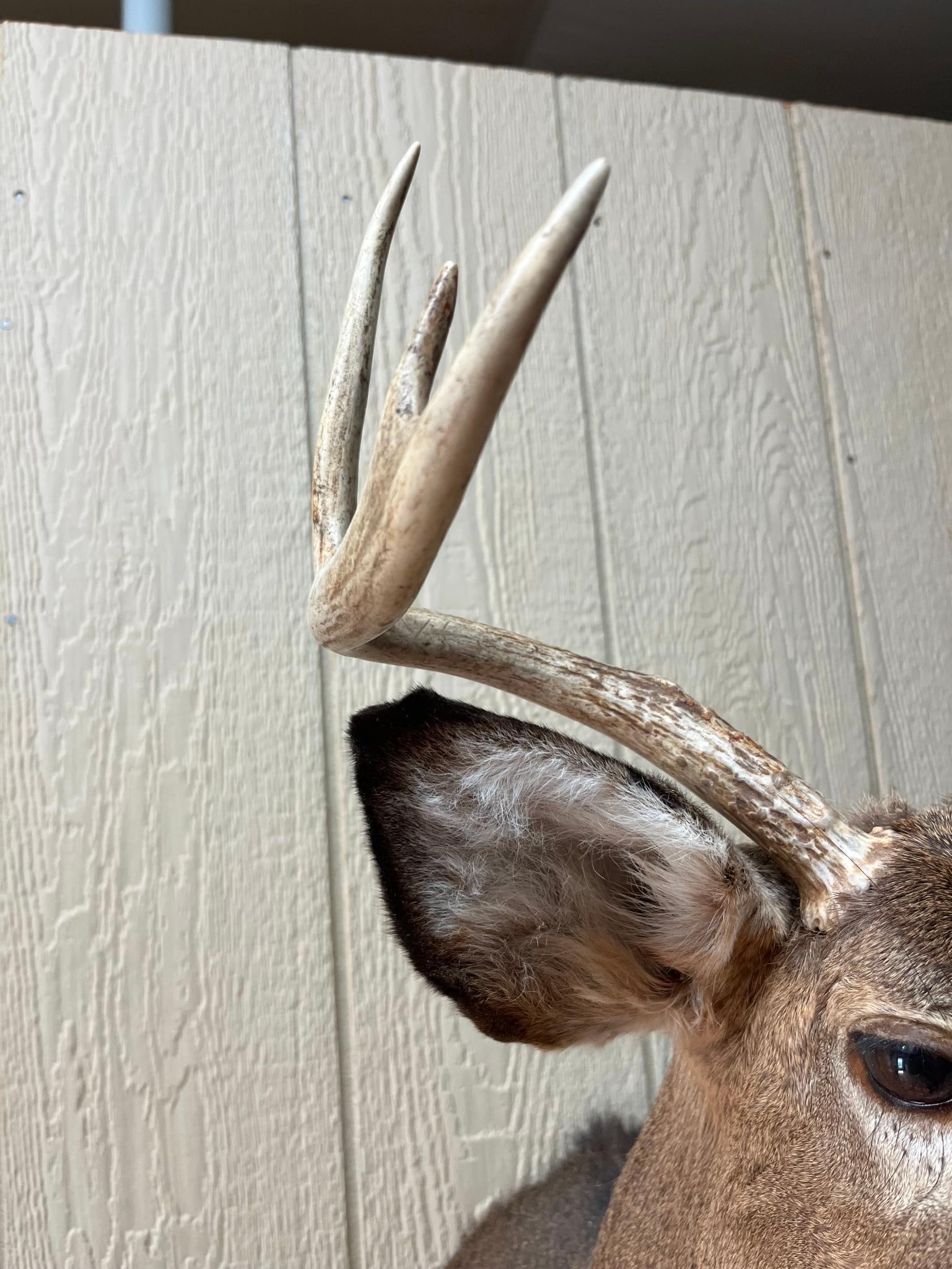 8-Point White-Tail Deer Shoulder Mount - 3