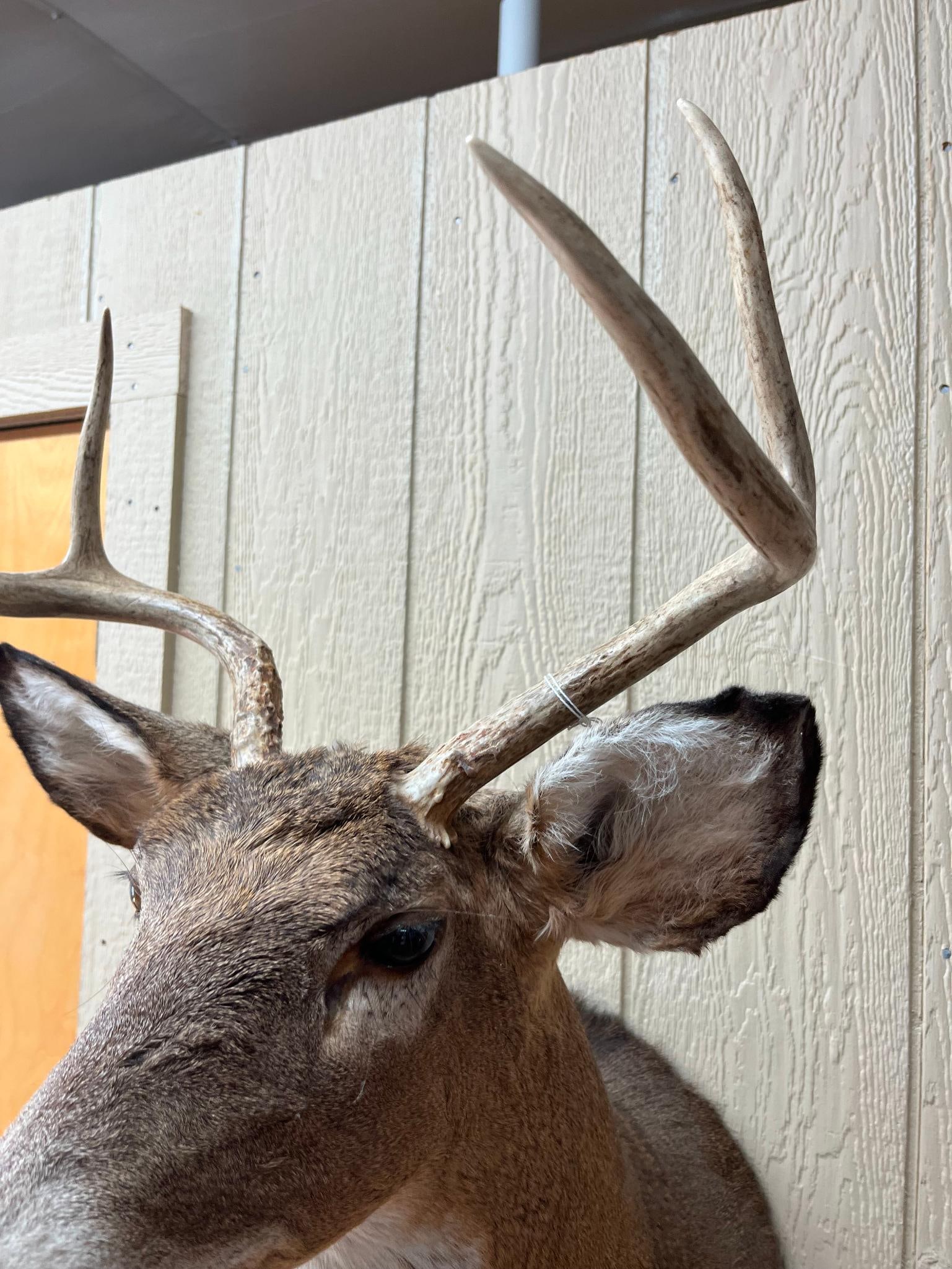 8-Point White-Tail Deer Shoulder Mount - 4