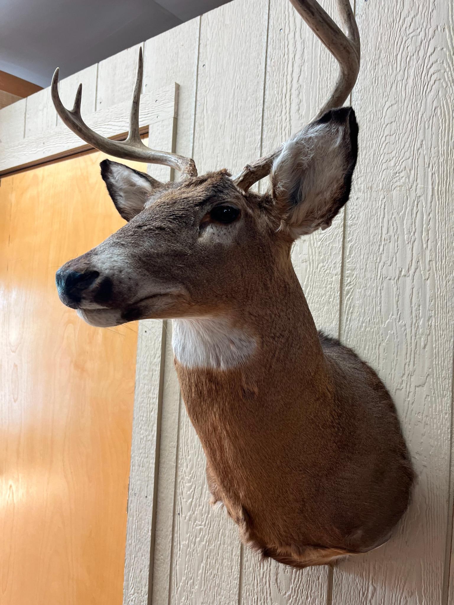 8-Point White-Tail Deer Shoulder Mount - 5