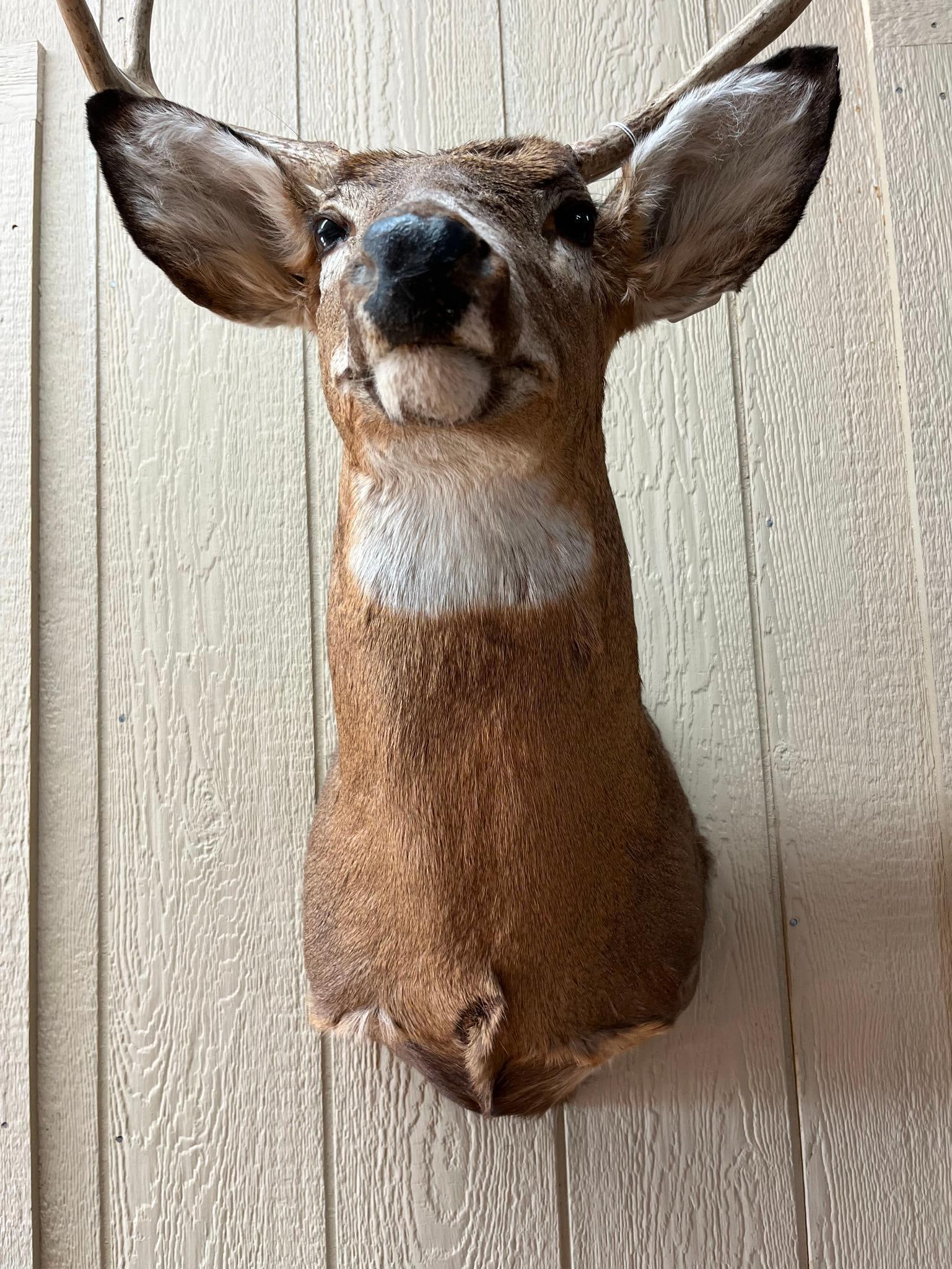 8-Point White-Tail Deer Shoulder Mount - 6