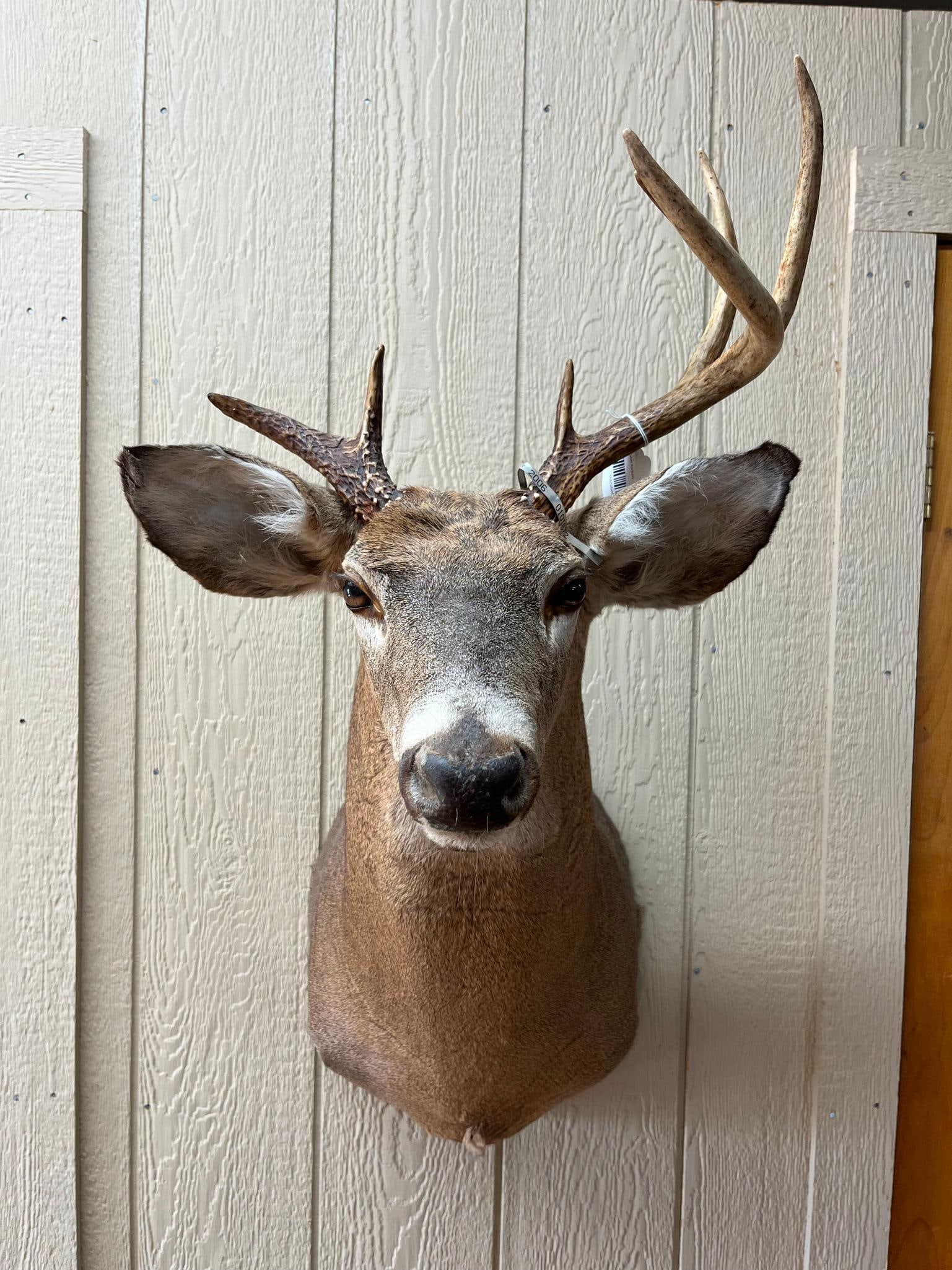 Asym. 7-Point White-tailed Deer Mount: This is a professional taxidermy shoulder mount of a male White-tailed deer (Odocoileus virginianus). The mount features realistic glass eyes and a textured nose. It bears the stamped number 2006 on