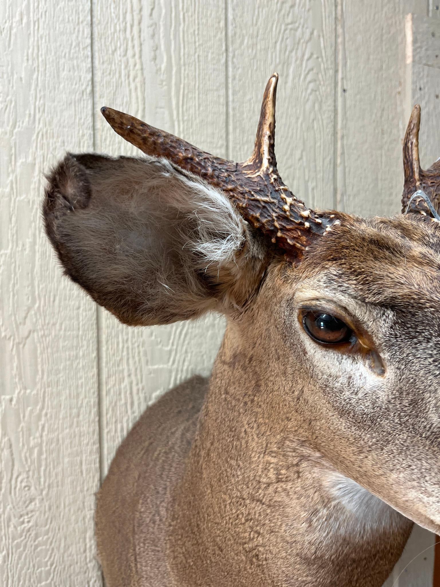 Asym. 7-Point White-tailed Deer Mount - 2