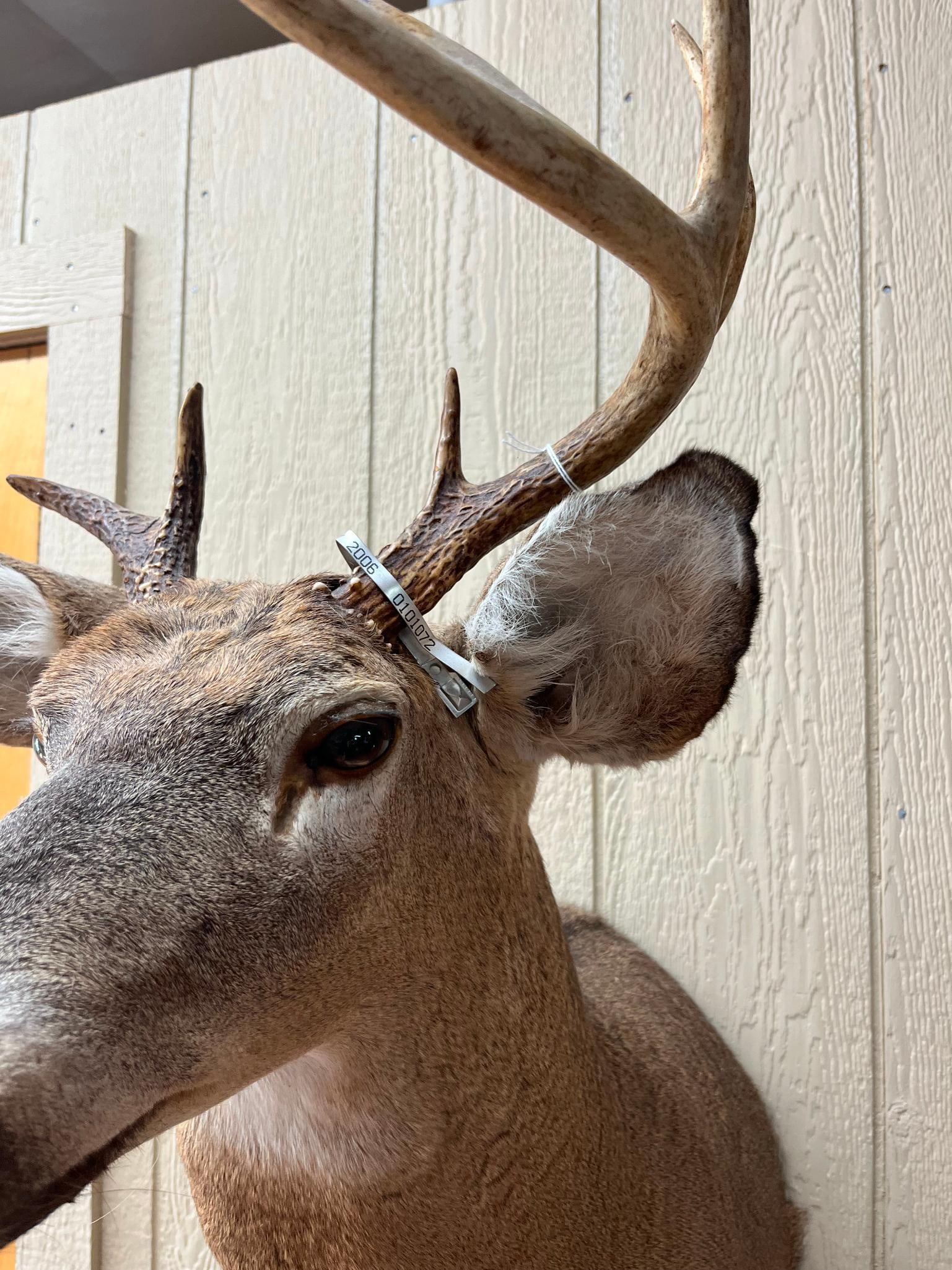 Asym. 7-Point White-tailed Deer Mount - 3