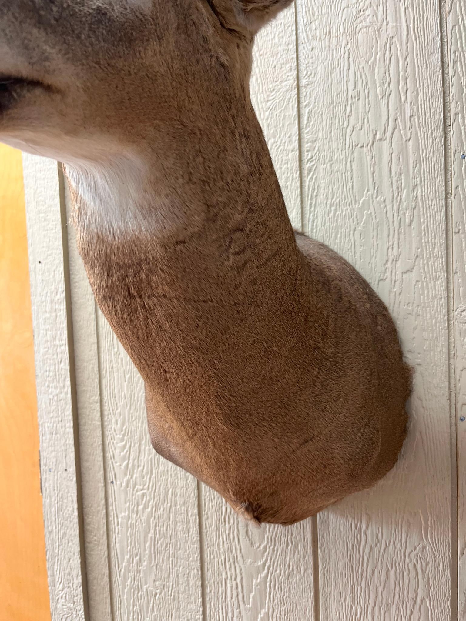 Asym. 7-Point White-tailed Deer Mount - 5