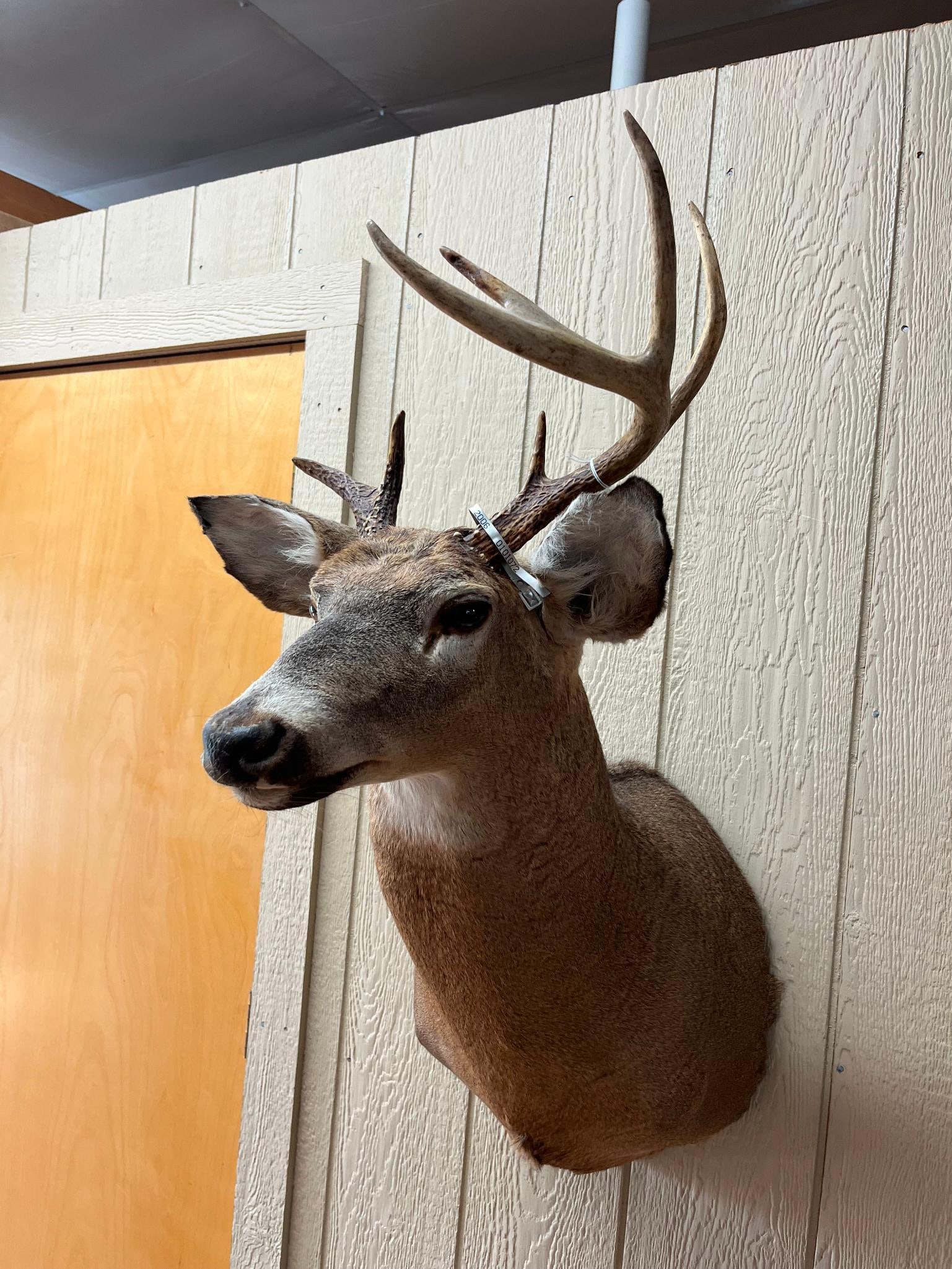 Asym. 7-Point White-tailed Deer Mount - 6