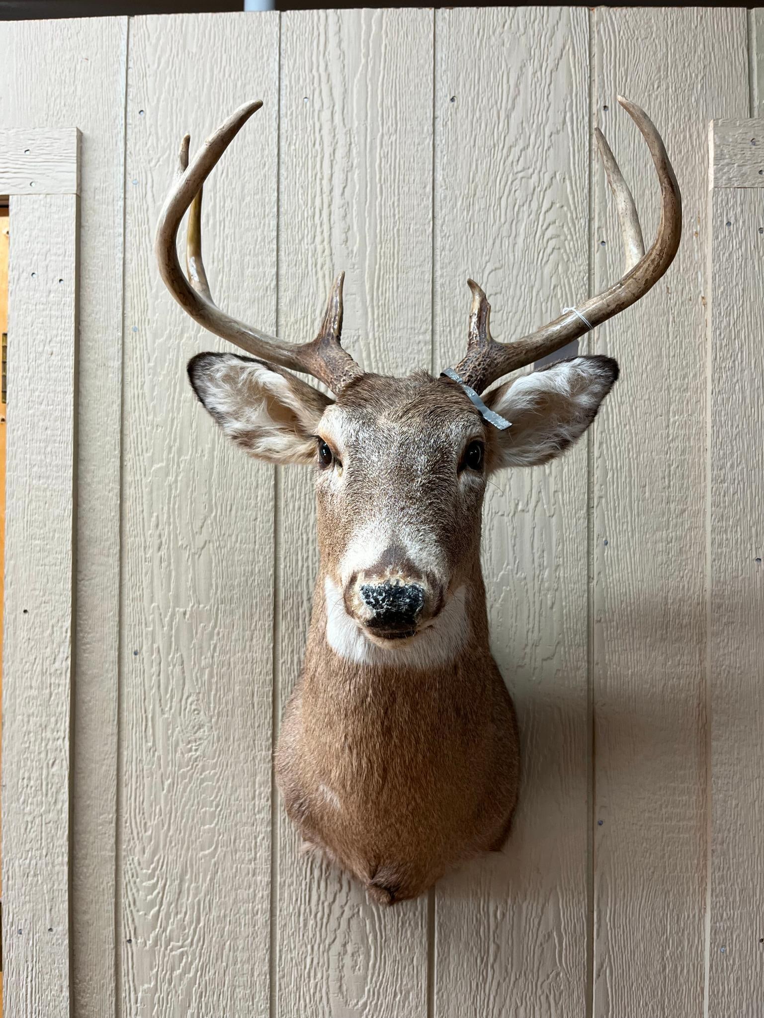8-Pt White-tailed Deer Shoulder Mount: A taxidermy shoulder mount of an 8-point White-tailed Deer (Odocoileus virginianus) presented in an upright, neutral pose. The mount is detailed with characteristic brown and white fur, typical