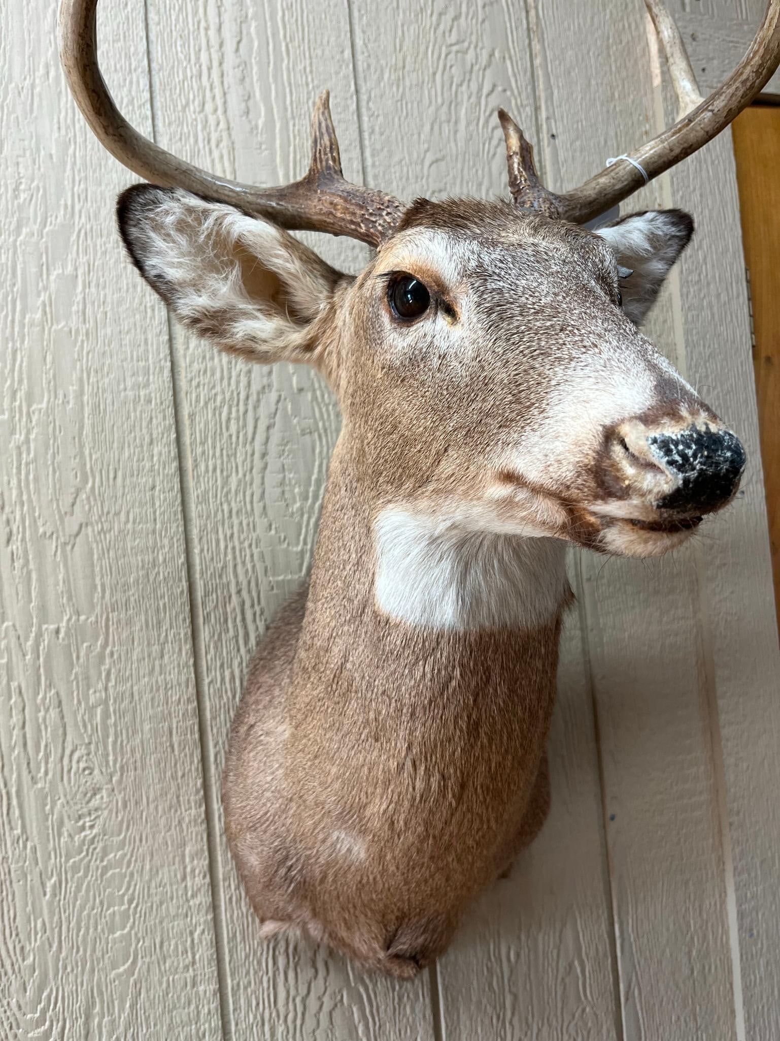 8-Pt White-tailed Deer Shoulder Mount - 2