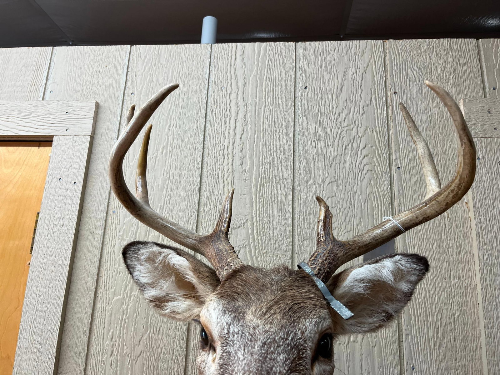 8-Pt White-tailed Deer Shoulder Mount - 3