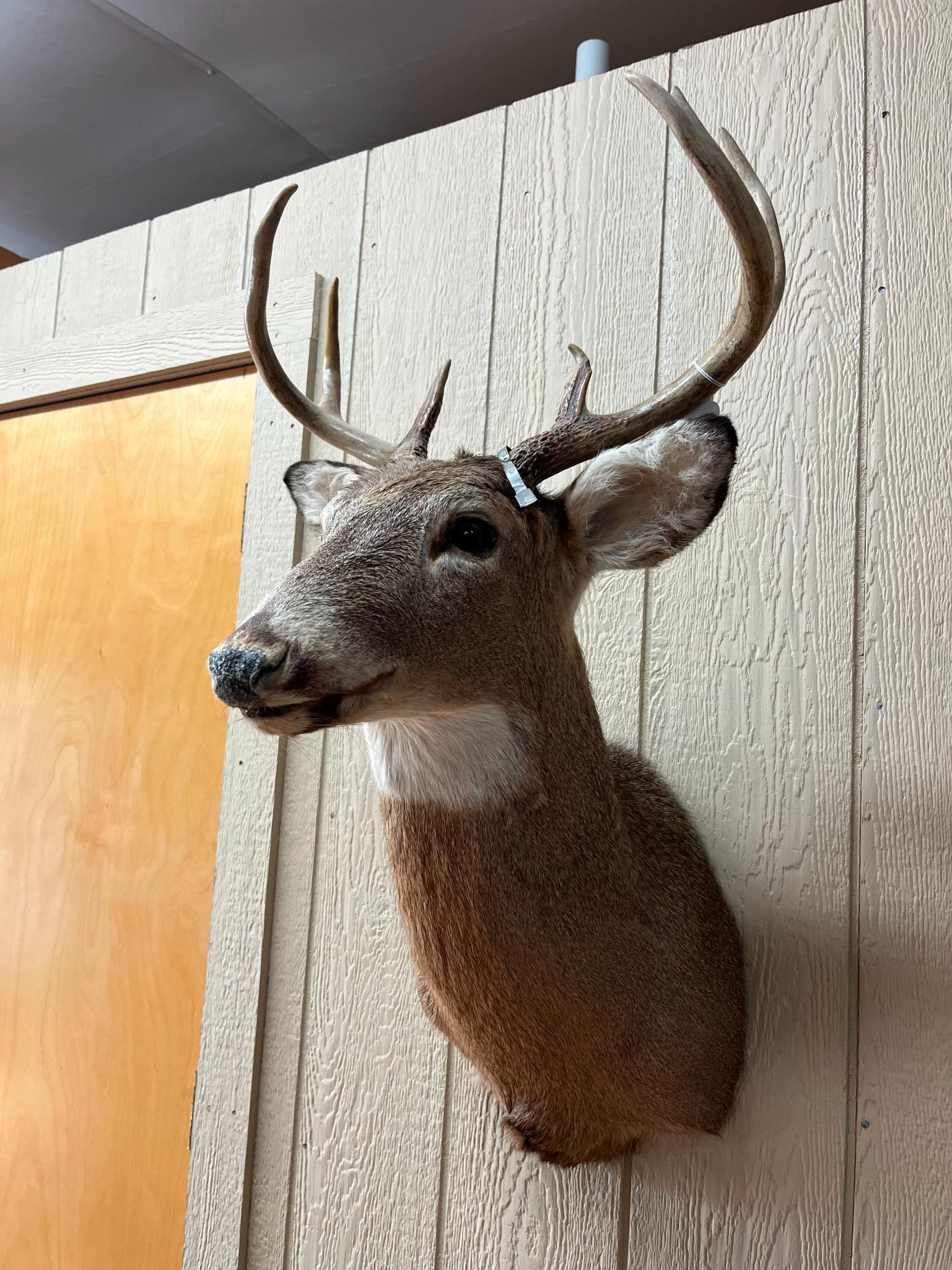 8-Pt White-tailed Deer Shoulder Mount - 4