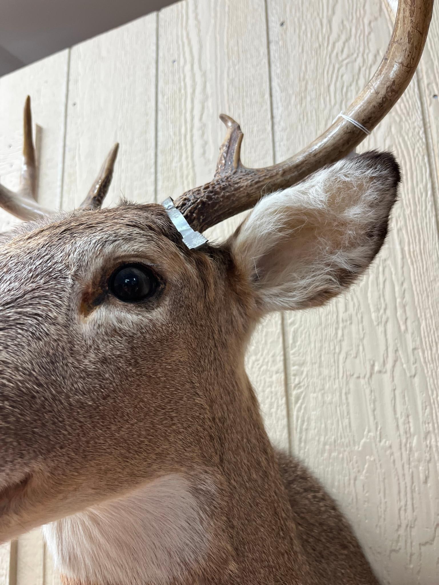 8-Pt White-tailed Deer Shoulder Mount - 5