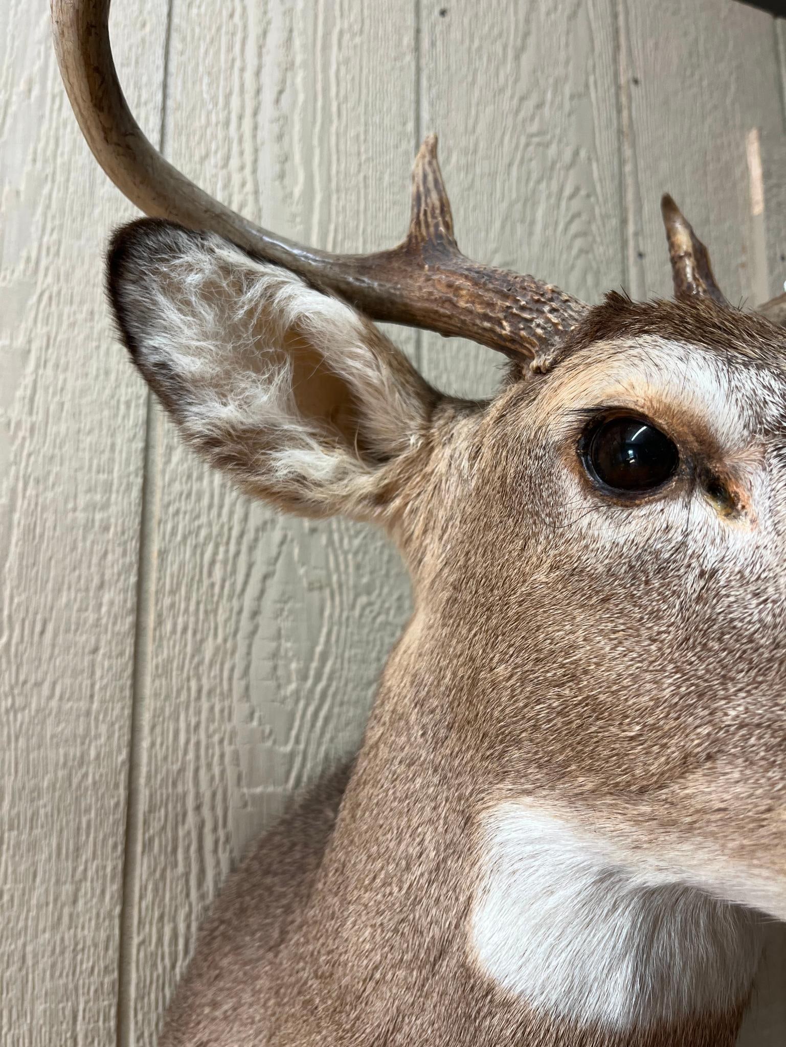 8-Pt White-tailed Deer Shoulder Mount - 6
