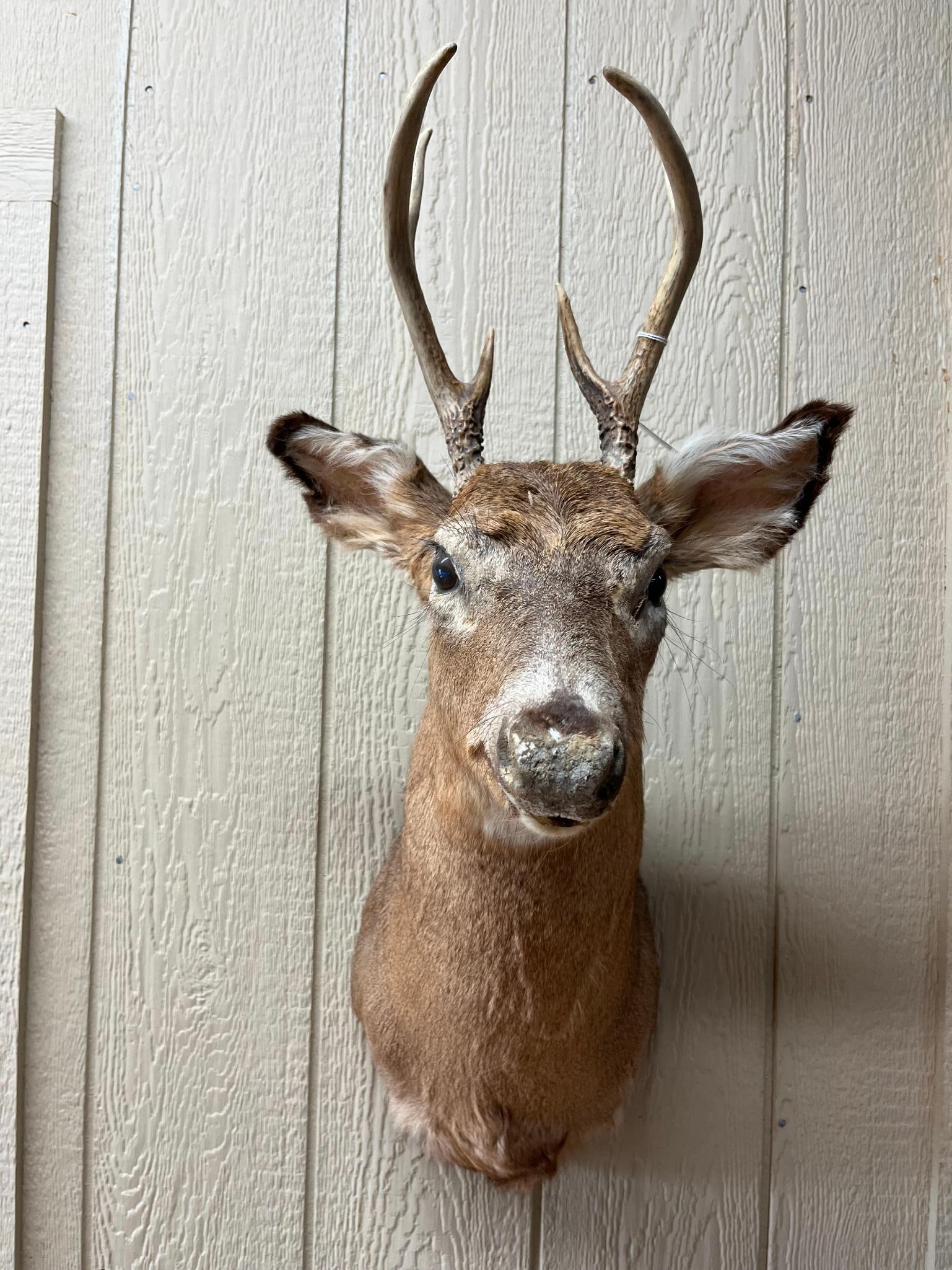 White-Tailed Deer 4-Pt Shoulder Mount: This is a taxidermy shoulder mount of a North American White-tailed deer (Odocoileus virginianus). A white hanging tag is attached behind the base of the antlers; however, any text or markings on