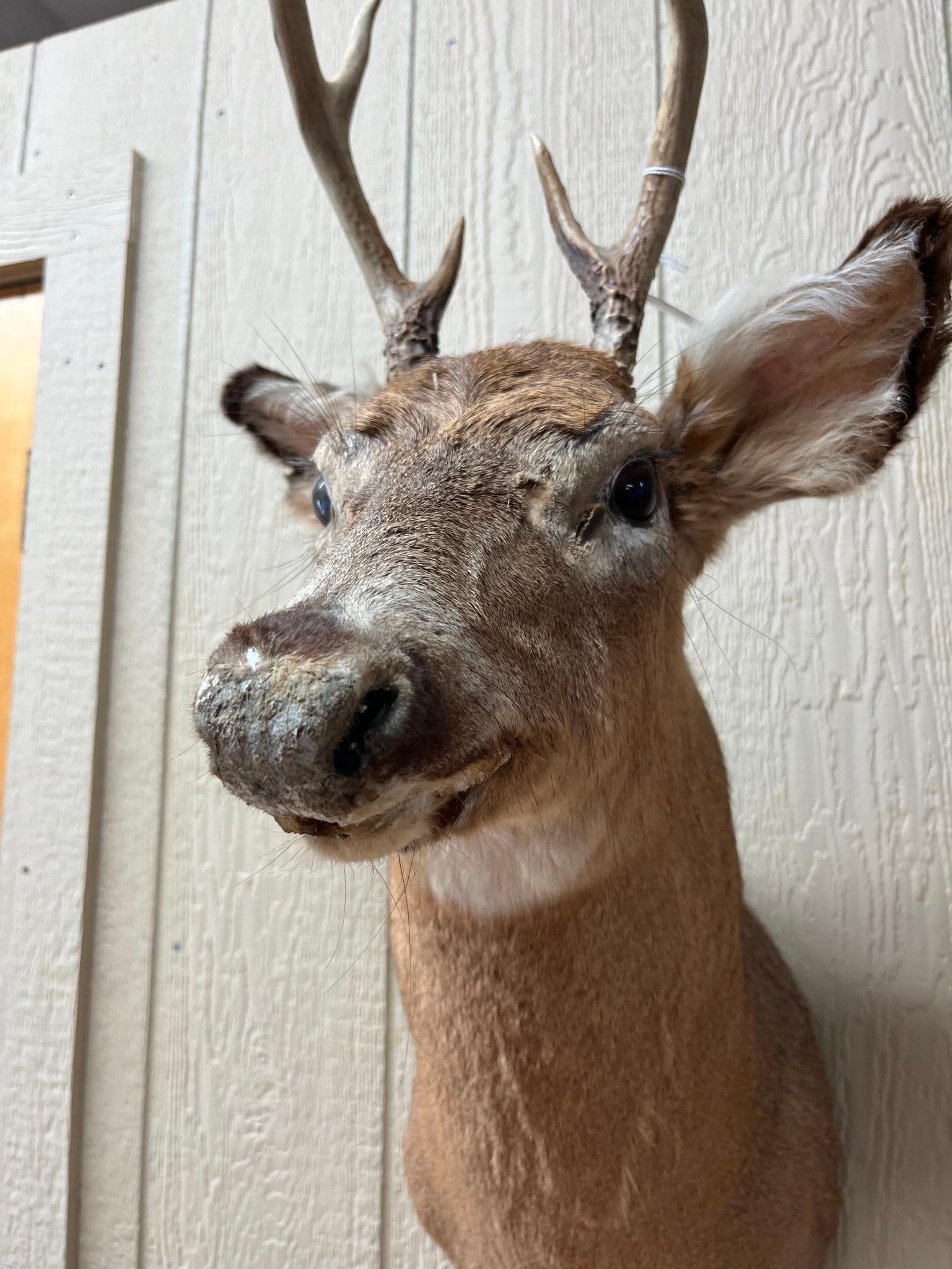 White-Tailed Deer 4-Pt Shoulder Mount - 2