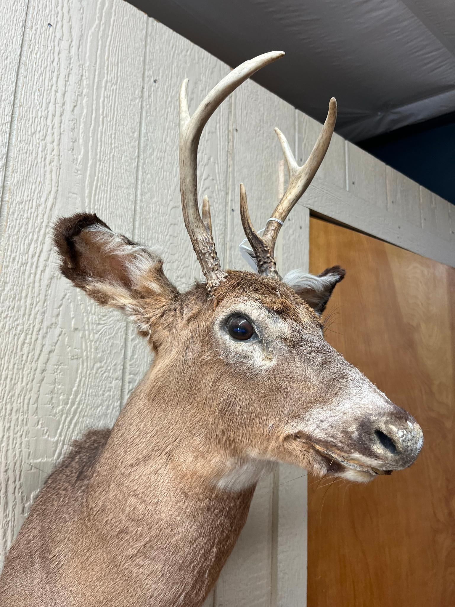 White-Tailed Deer 4-Pt Shoulder Mount - 4