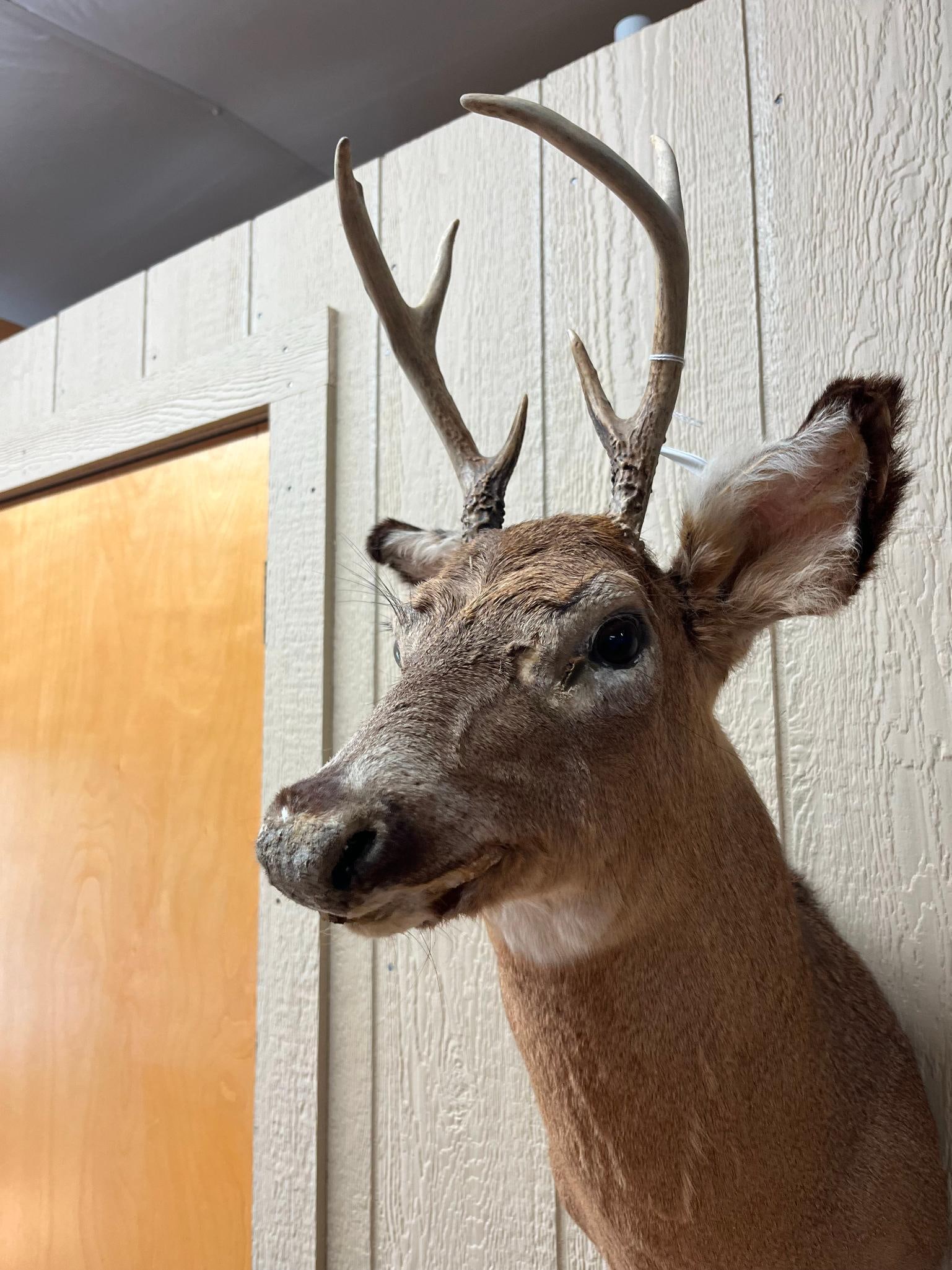 White-Tailed Deer 4-Pt Shoulder Mount - 5