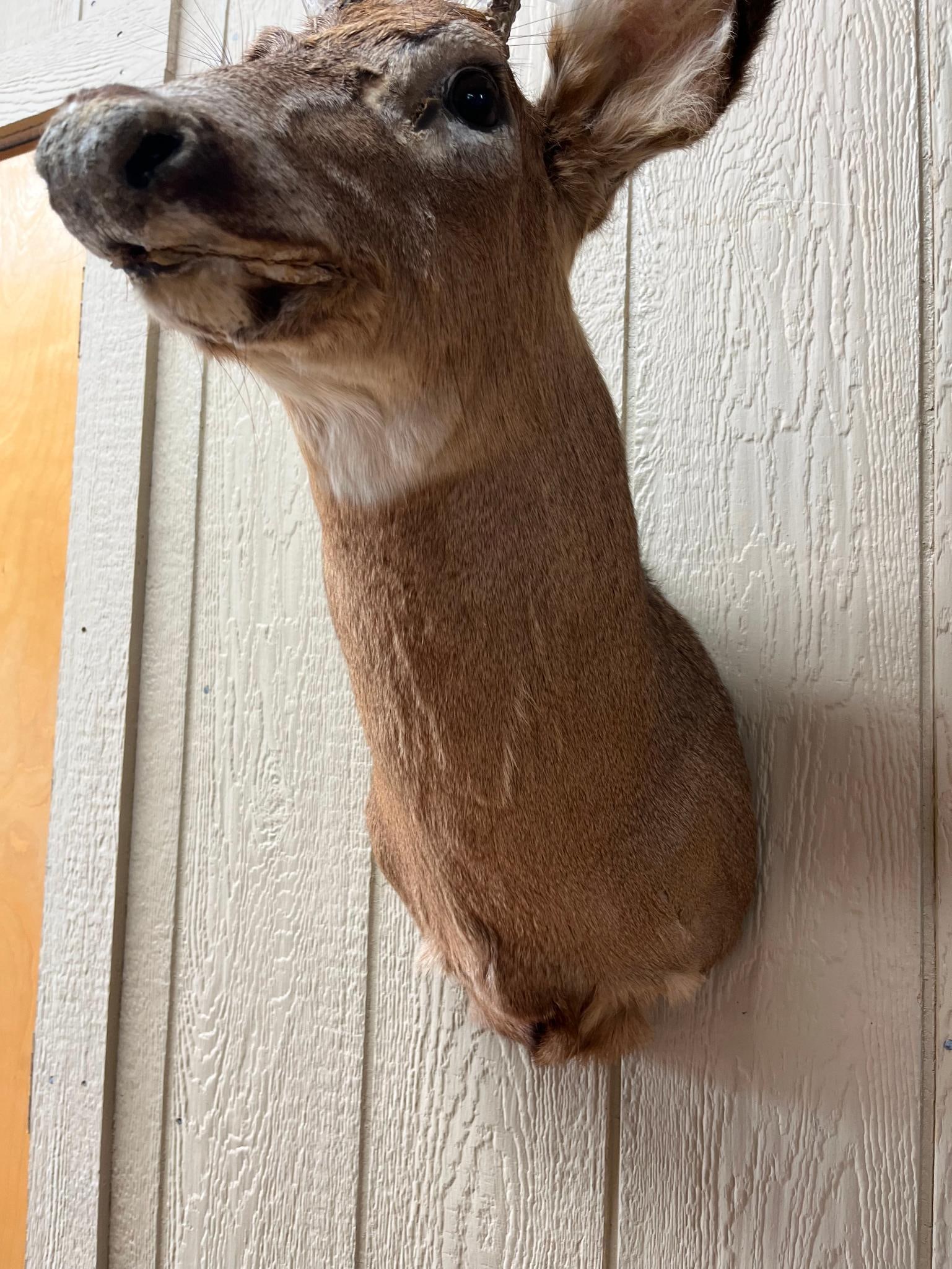 White-Tailed Deer 4-Pt Shoulder Mount - 6