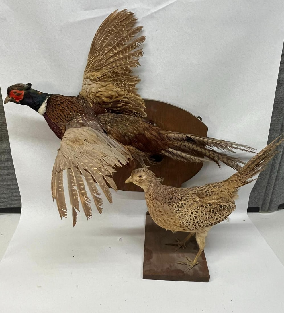 Pair Taxidermy Ring-necked Pheasants: A pair of taxidermy specimens consisting of a male cock and a female hen Ring-necked Pheasant (Phasianus colchicus). Its plumage displays the characteristic iridescent green and blue head, red facial