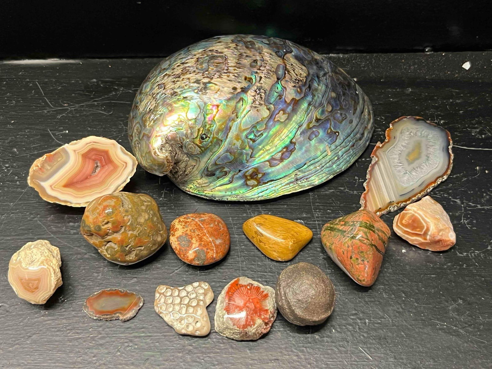 13 Natural History Shells & Fossils: A collection of thirteen natural history specimens comprising marine life, mineralized fossils, and polished gemstones. The primary piece is a large abalone shell of the genus Haliotis, featuring a hi