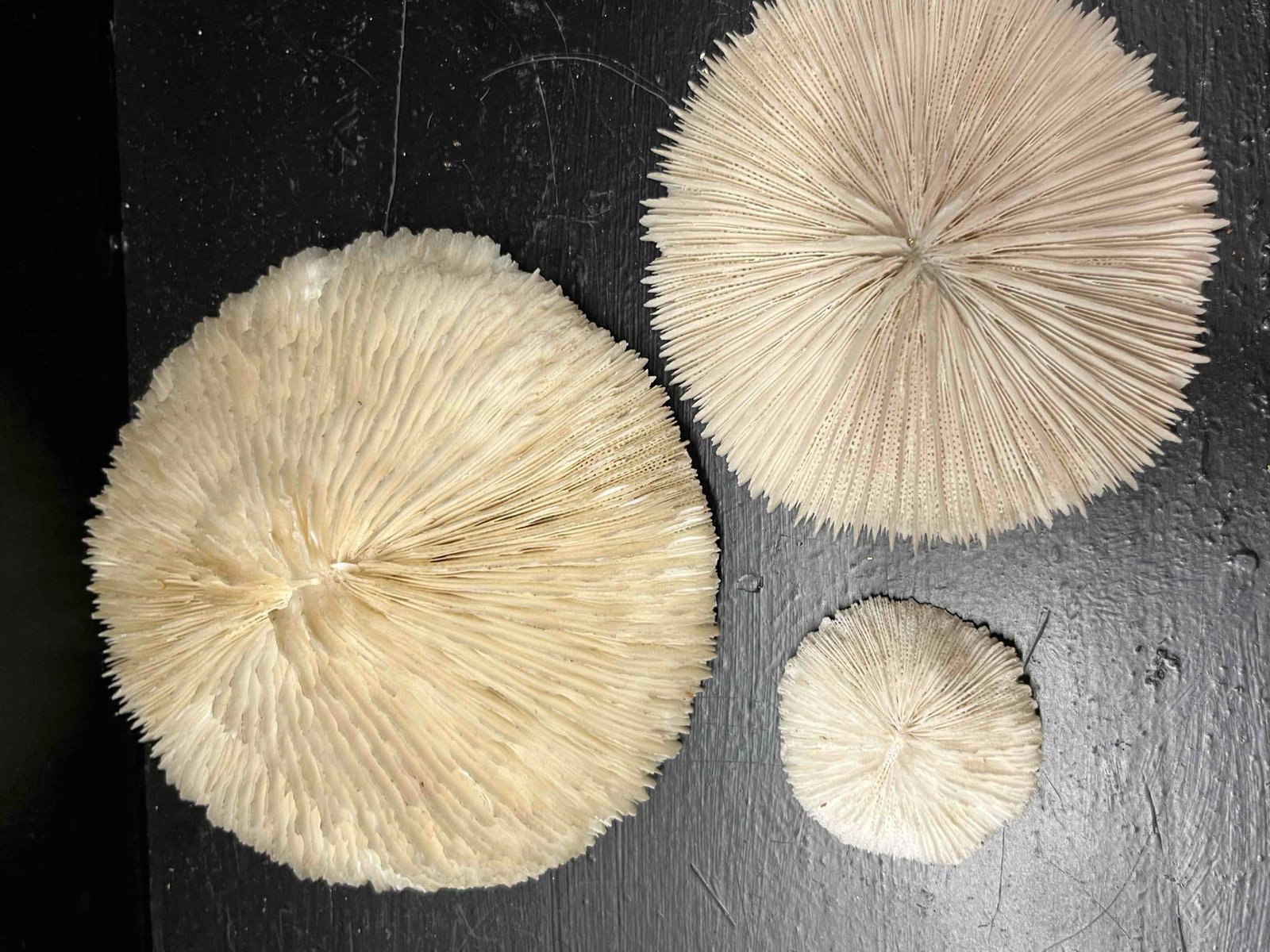 Trio White Fungia Mushroom Corals: A trio of natural mushroom coral skeletons belonging to the genus Fungia. These marine specimens are characterized by their solitary, disc-like form and exhibit a radial arrangement of delicate, blade