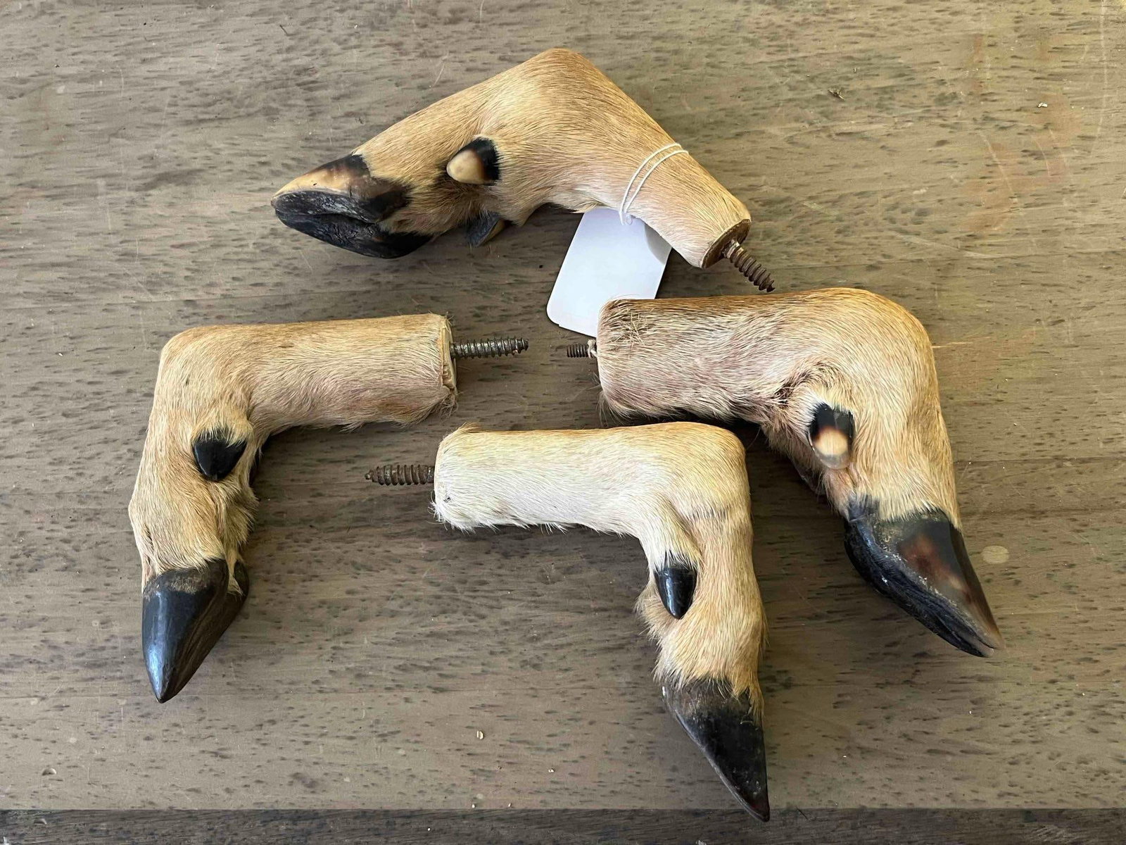 Set 4 Taxidermy Deer Hoof Wall Hooks (1 of 6)