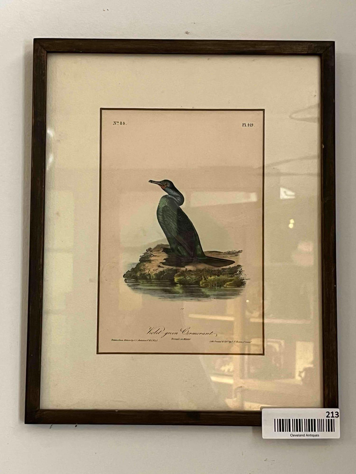 J.J. Audubon, Violet-green Cormorant: This hand-colored lithograph depicts a Violet-green Cormorant in female winter plumage, standing on a rocky shoreline. The artwork is a plate from the octavo edition of John James Audubon?s The Birds 