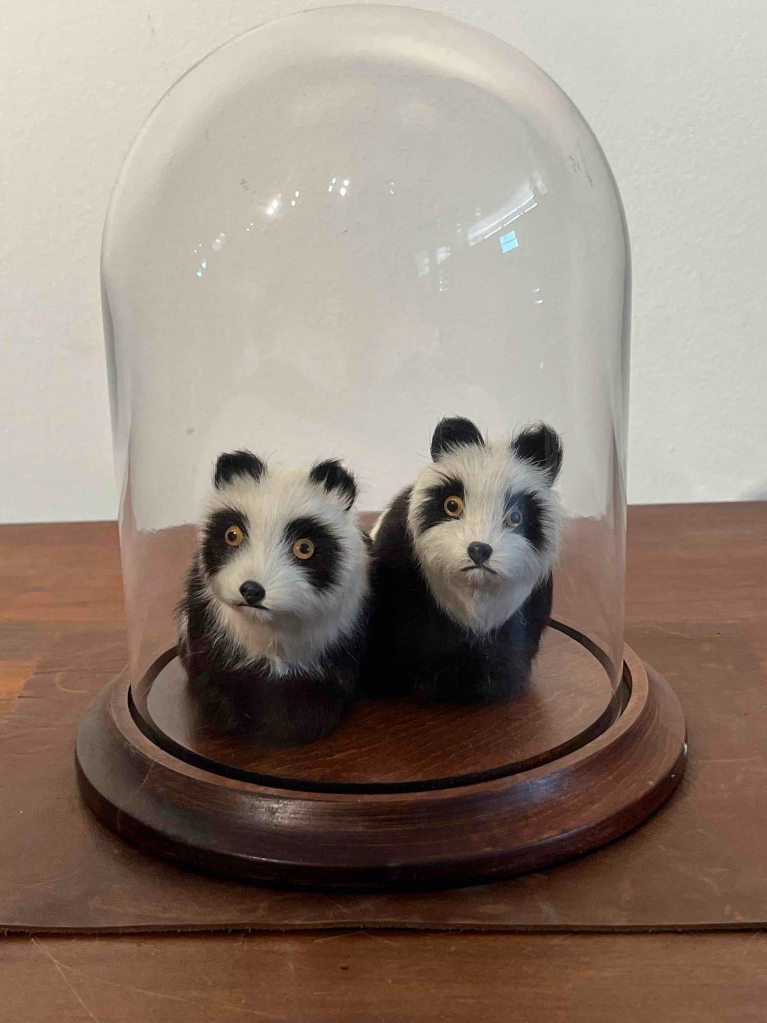 Pair Panda Figurines, Glass Cloche: A pair of decorative figurines fashioned from natural fur over hard composite forms, stylized to resemble giant pandas. The figures are covered in white and black natural fur and feature black inset n