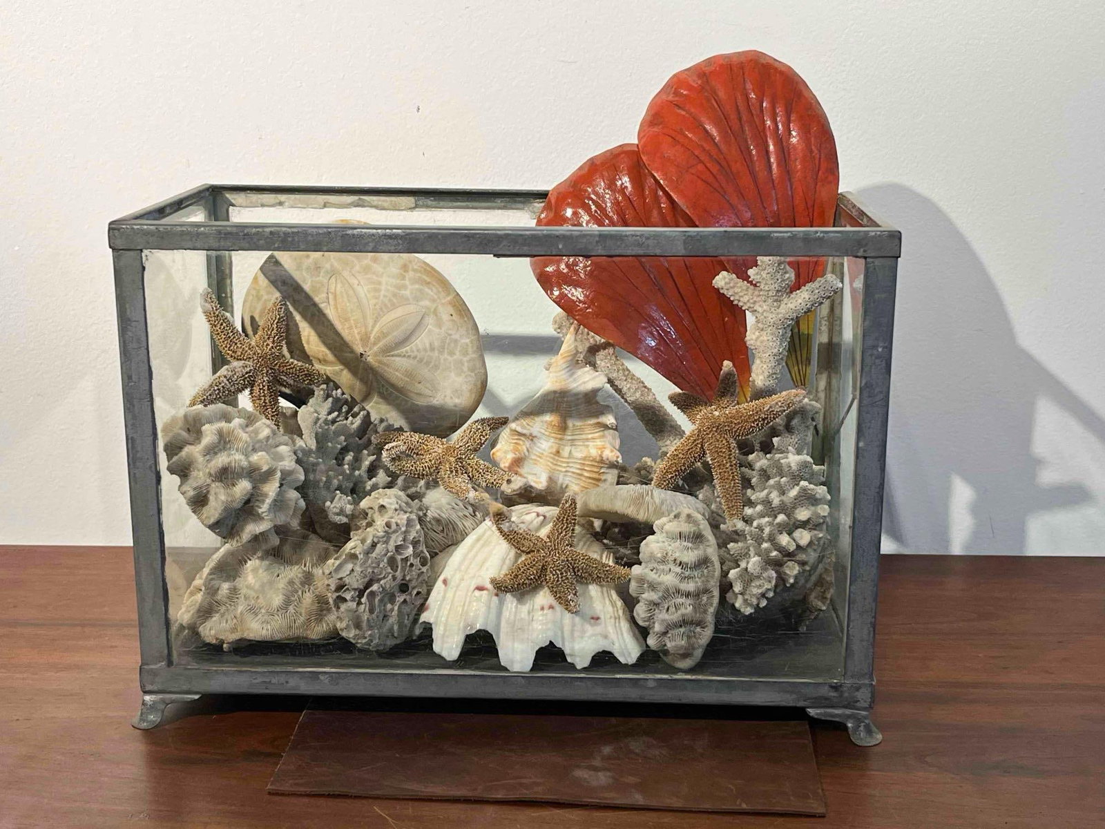 Marine Specimens Glass & Metal Vitrine: This rectangular display vitrine contains an assortment of dried marine specimens and painted botanical elements. The collection includes various coral forms, including brain and branching varieties,