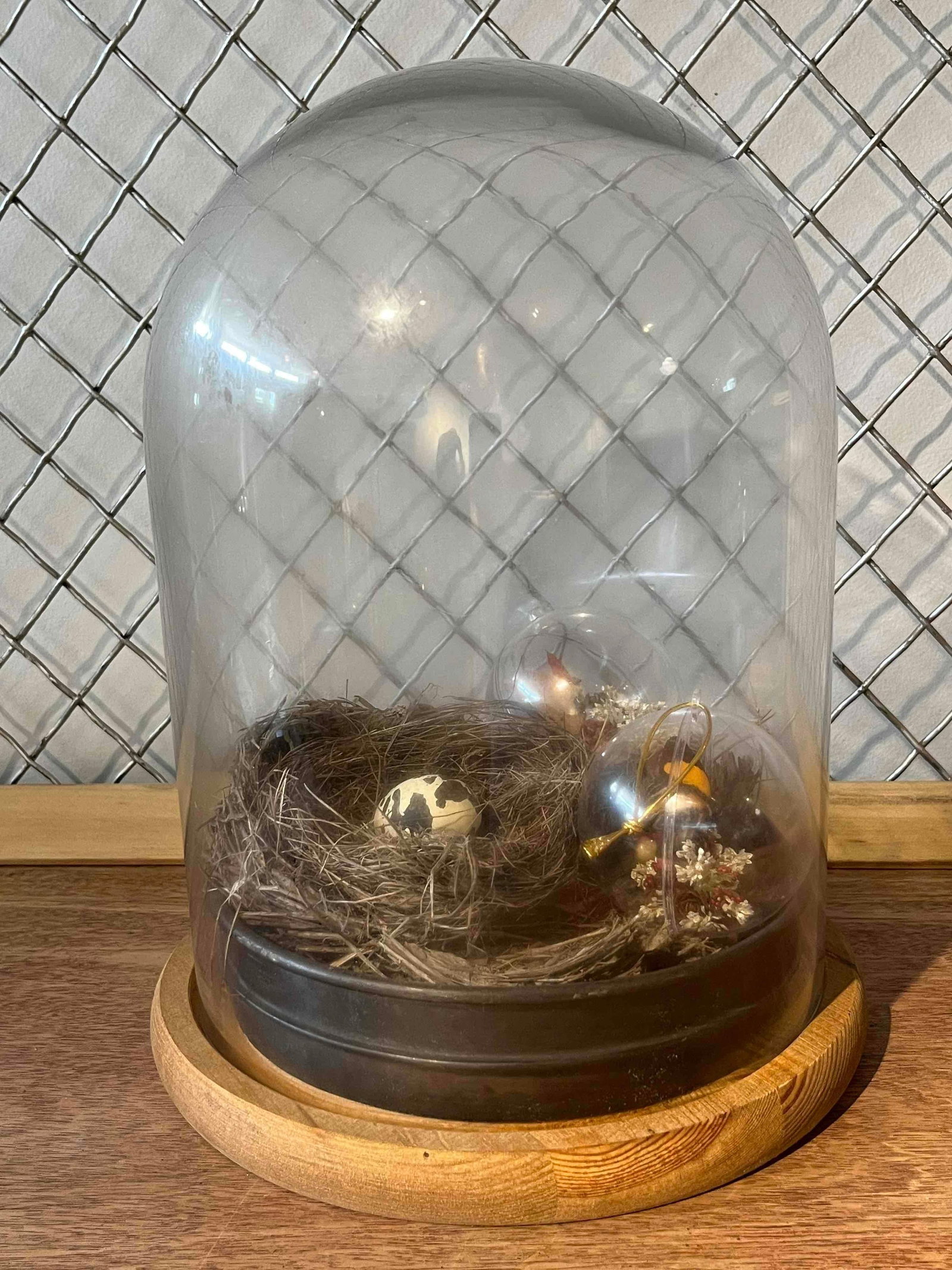 Bird Nest & Lepidoptera Cloche Diorama: A mixed media natural history diorama housed under a glass cloche. The arrangement includes a bird's nest made from dried grasses and twigs featuring a single cream-colored egg with dark brown and