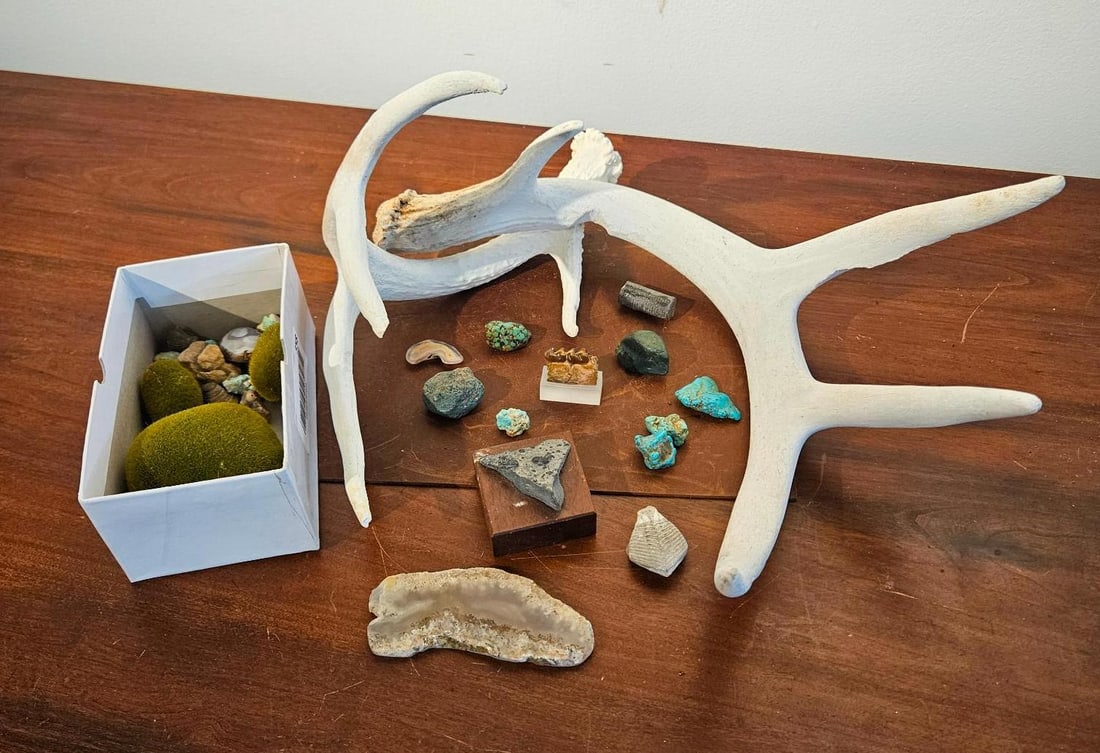 Whitetail Antlers, Fossils & Minerals (1 of 4)
