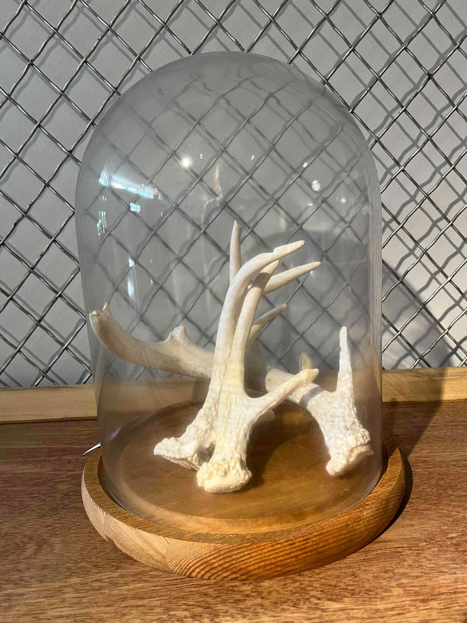 Shed Deer Antlers in Glass Cloche: A collection of naturally shed deer antlers, likely juvenile North American white-tailed deer (Odocoileus virginianus), presented as a decorative natural history display. The specimens exhibit a weath