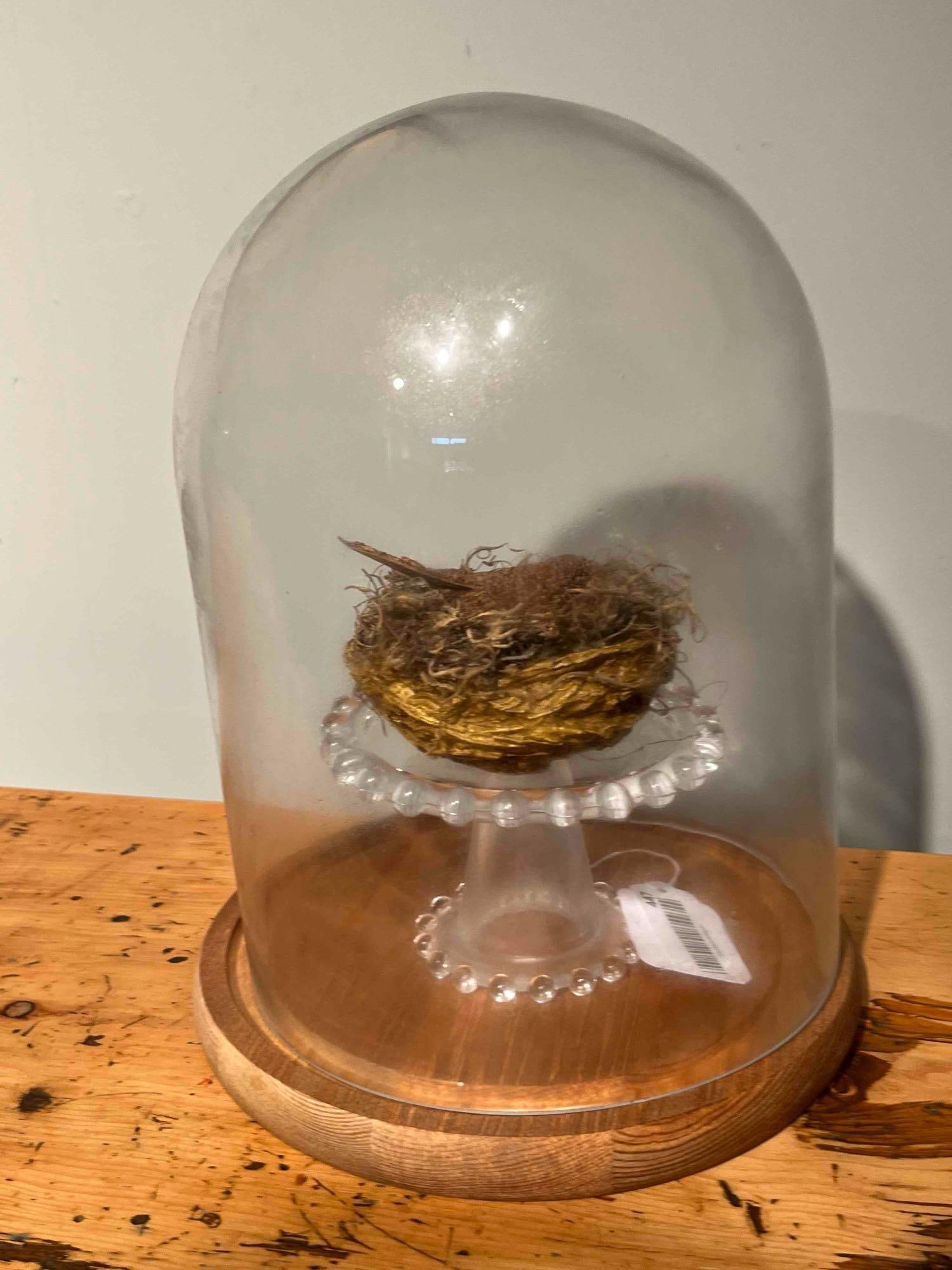 Bird Nest & Scaly Specimen Glass Cloche (1 of 2)