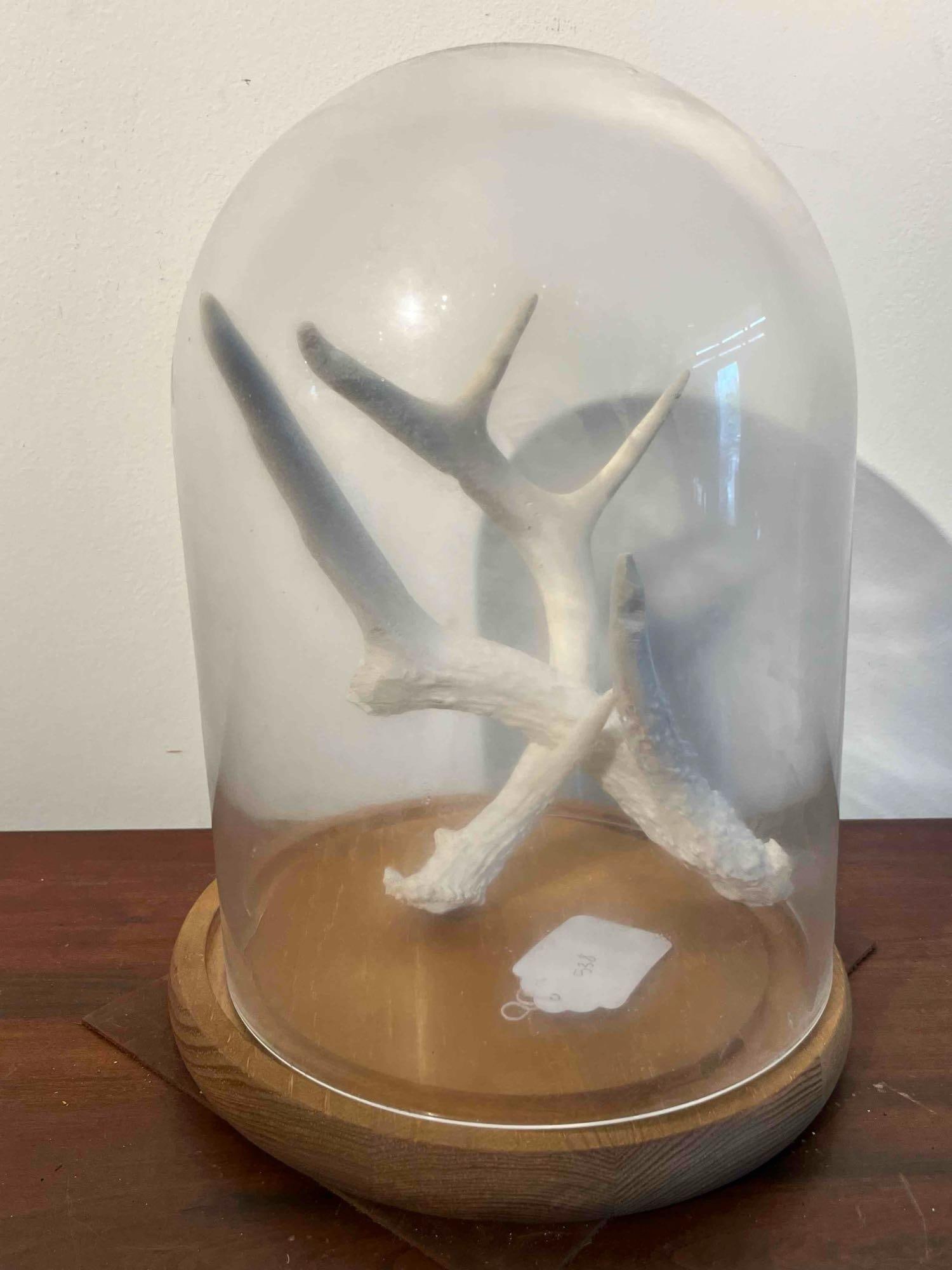 Pair Intertwined Deer Antlers in Cloche: This decorative natural history specimen features two naturally shed deer antlers, intertwined in an upright composition. The antlers exhibit a bleached, off-white coloration with several distinct tin