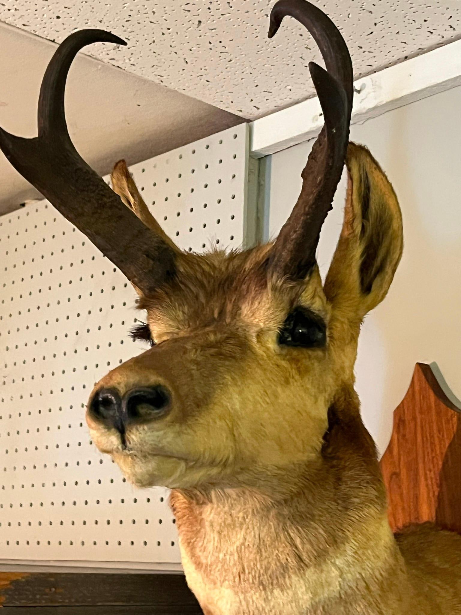 Pronghorn Antelope Shoulder Mount (1 of 5)