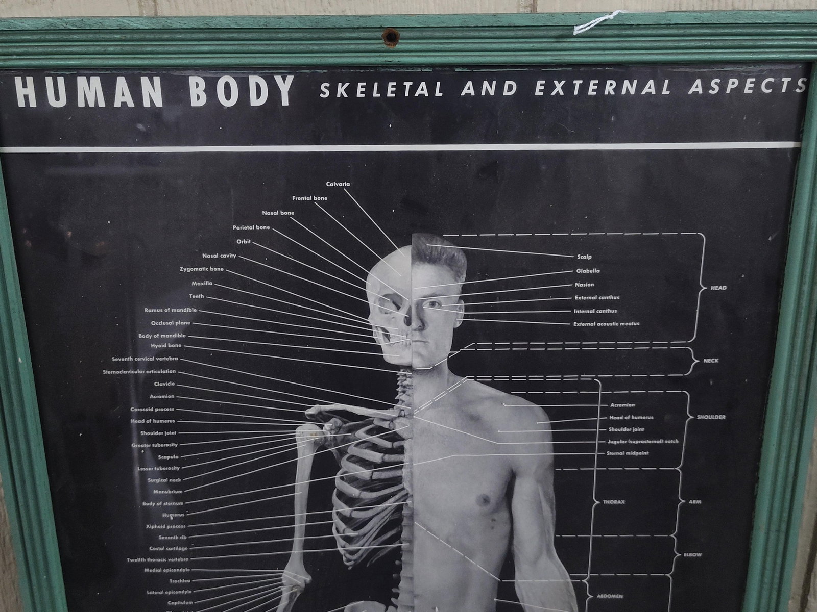 Framed Anatomical Human Wall Chart - 2