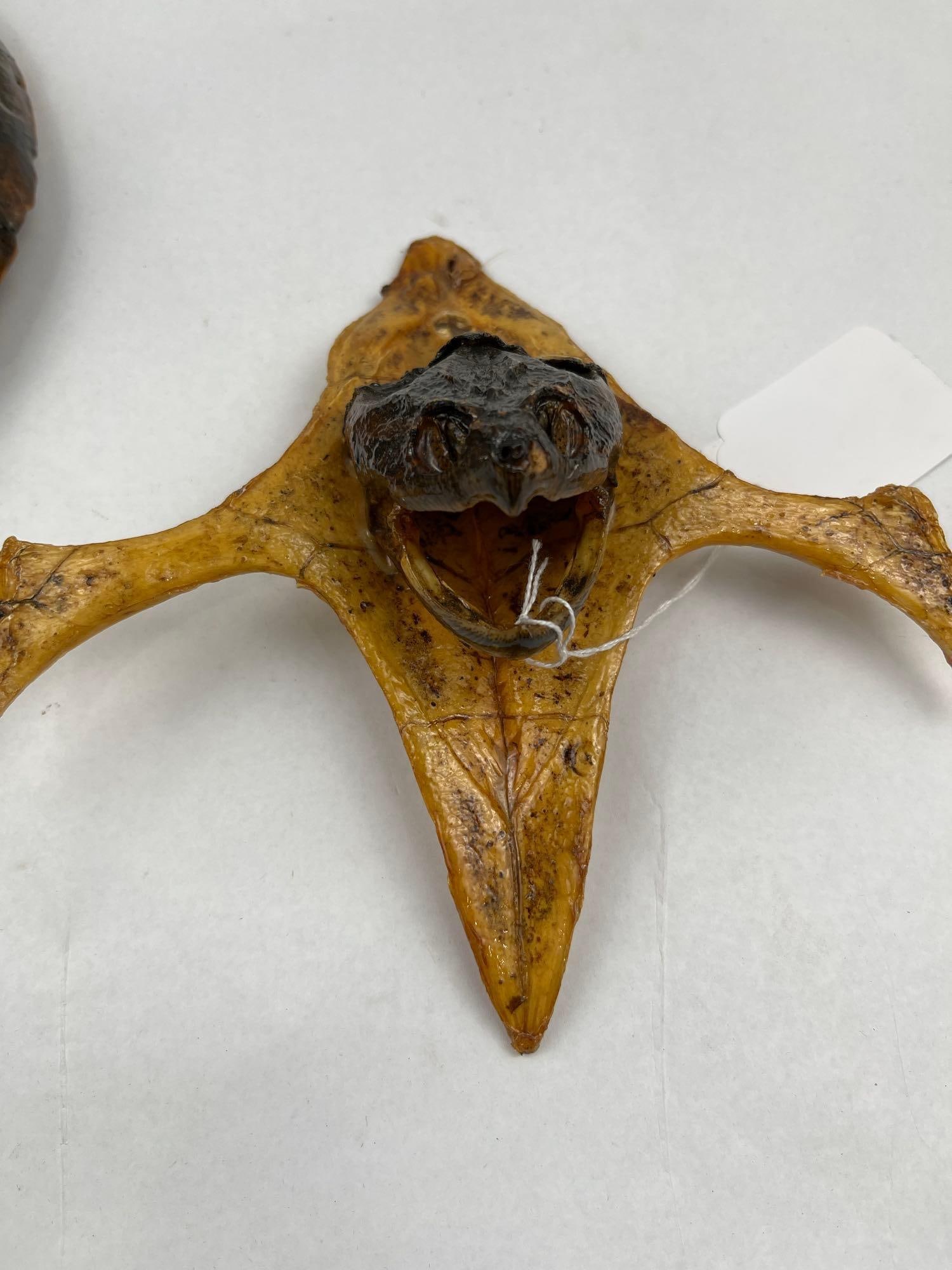 Taxidermy Snapping Turtle Shell & Head - 2