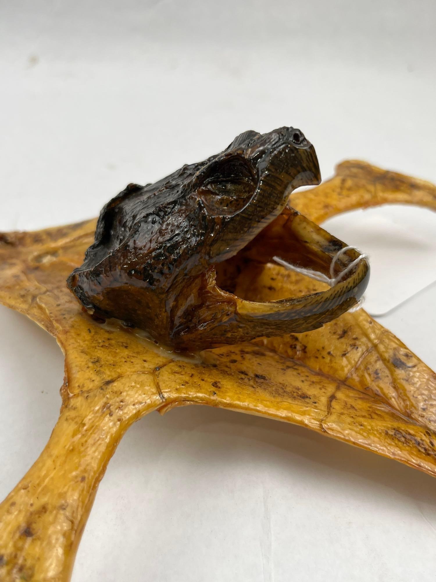 Taxidermy Snapping Turtle Shell & Head - 3