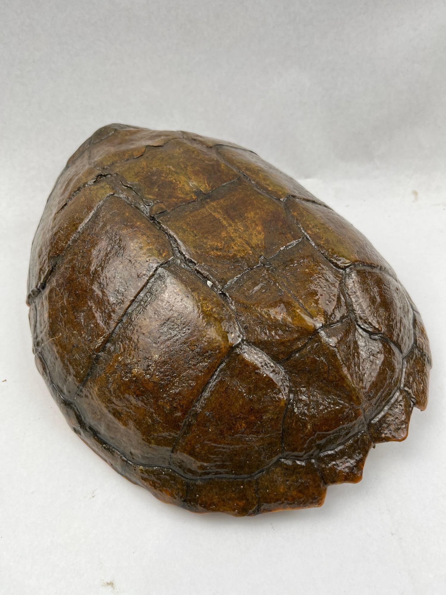 Taxidermy Snapping Turtle Shell & Head - 4