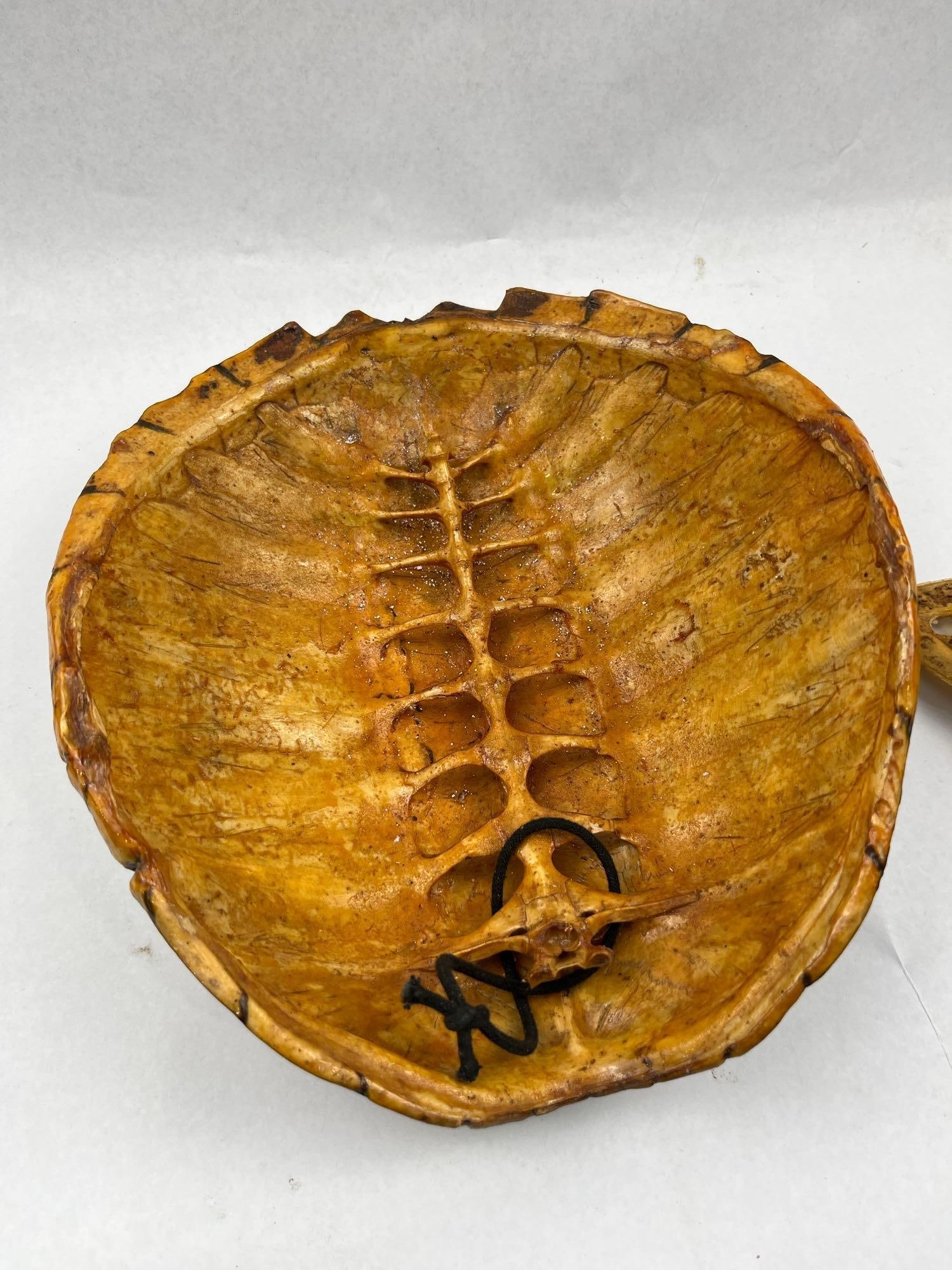Taxidermy Snapping Turtle Shell & Head - 5