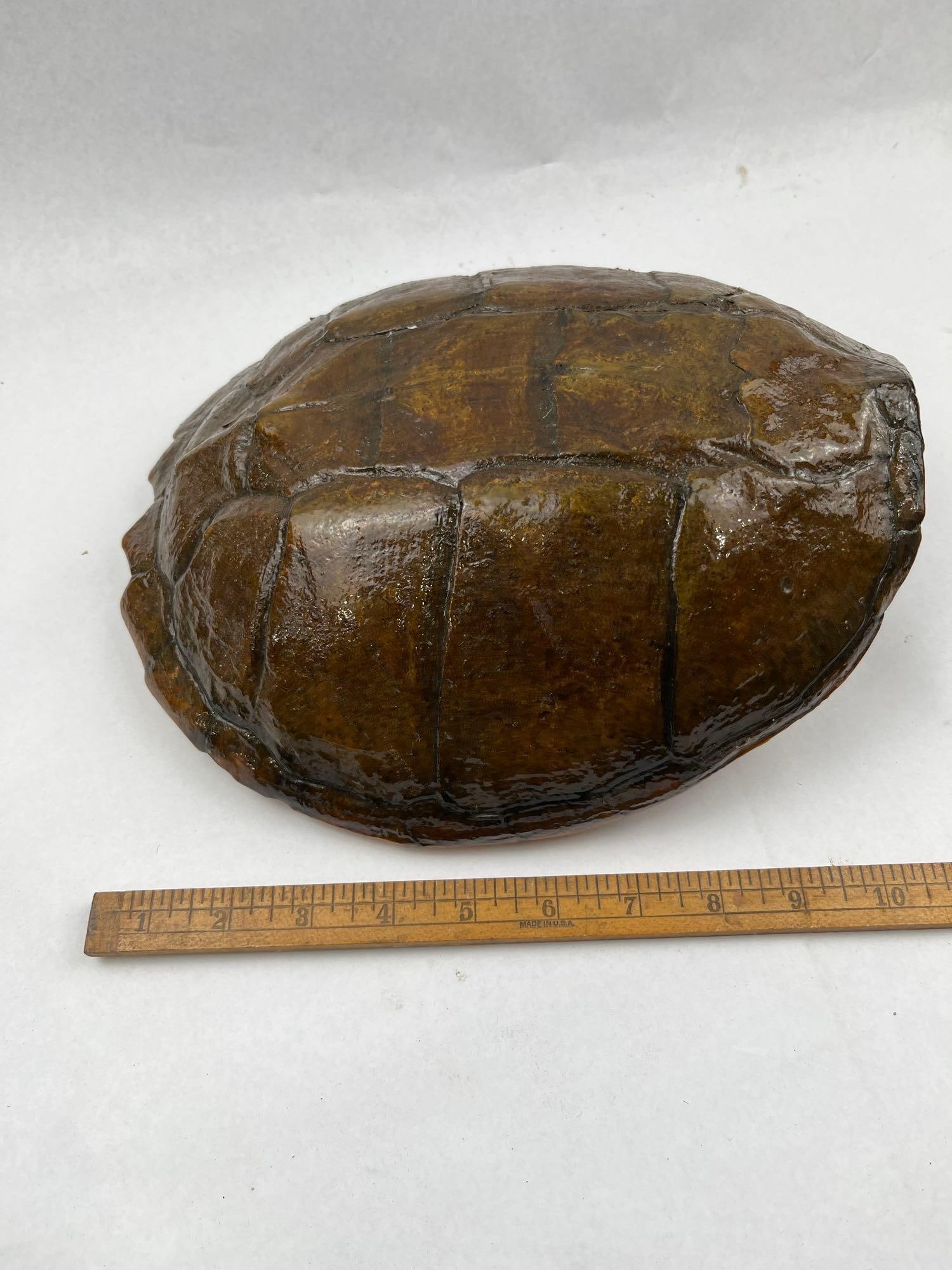Taxidermy Snapping Turtle Shell & Head - 6