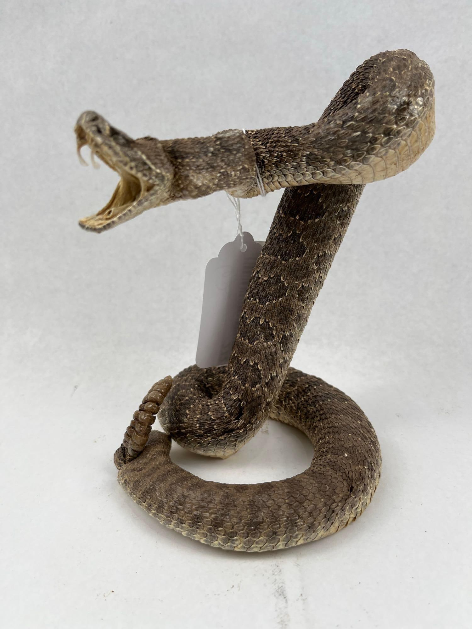 Western Diamondback Rattlesnake Mount: A professionally prepared taxidermy specimen of a Western Diamondback Rattlesnake (Crotalus atrox) mounted in a dynamic, vertical striking pose. The snake is coiled at its base, with the midsection