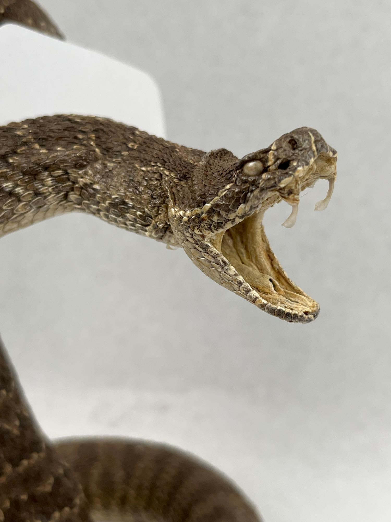 Western Diamondback Rattlesnake Mount - 2