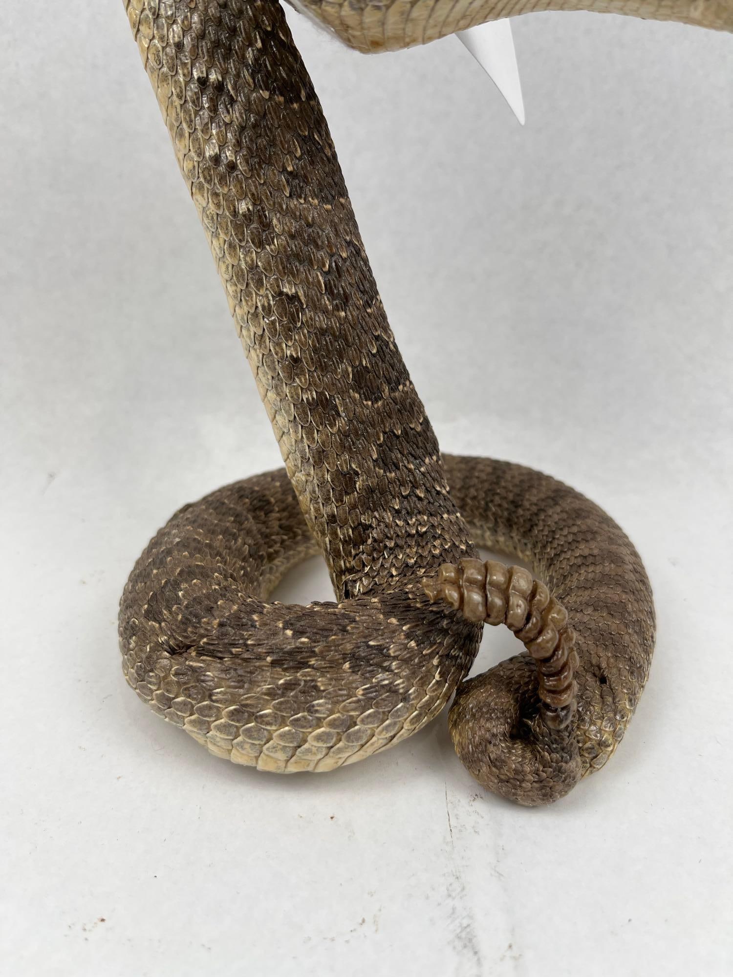 Western Diamondback Rattlesnake Mount - 3