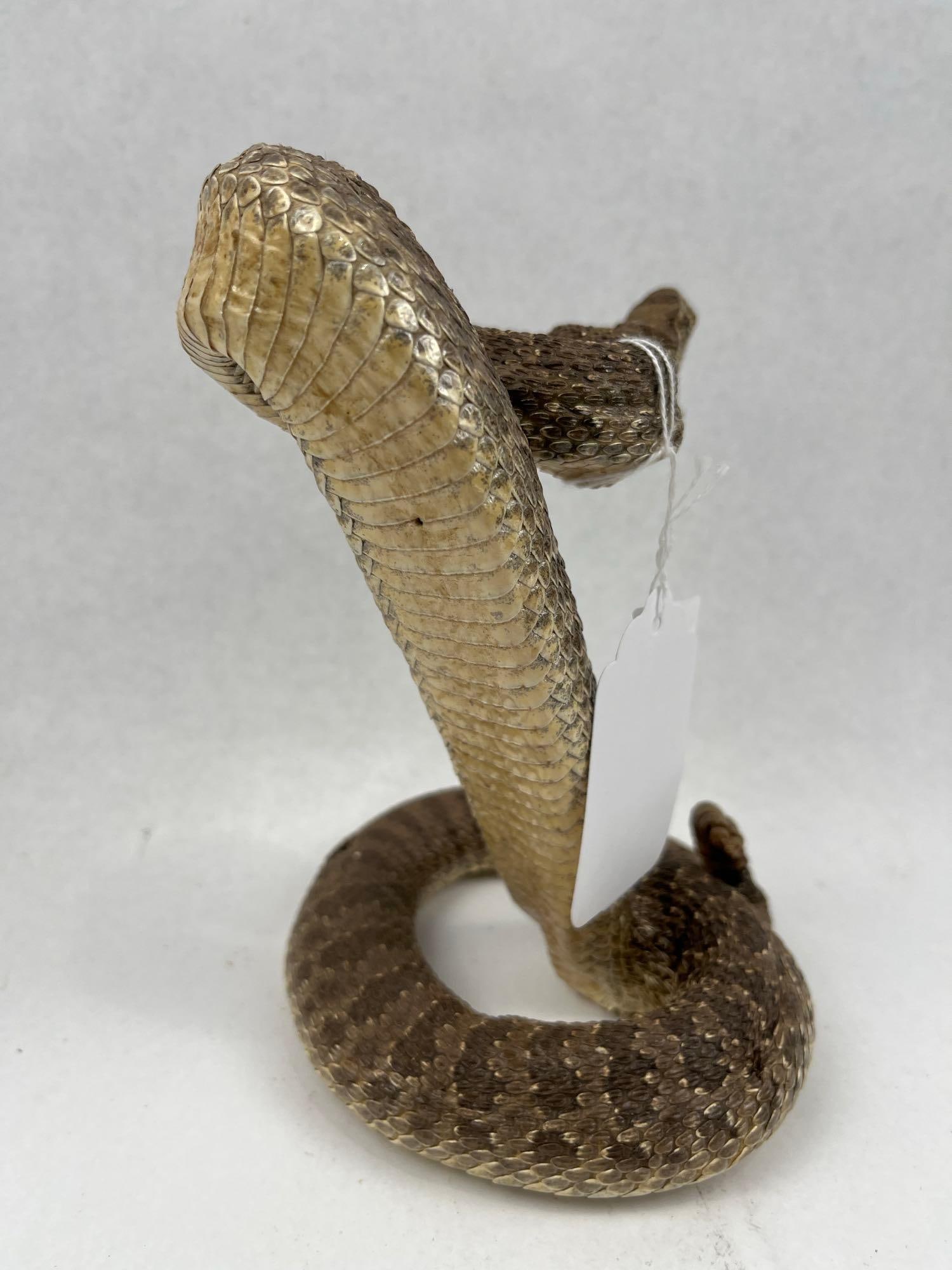Western Diamondback Rattlesnake Mount - 4
