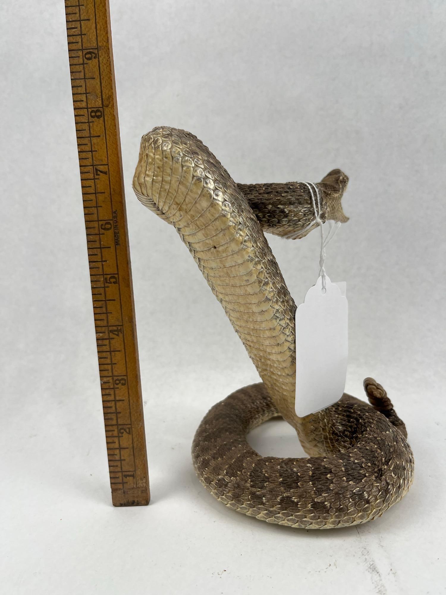 Western Diamondback Rattlesnake Mount - 5
