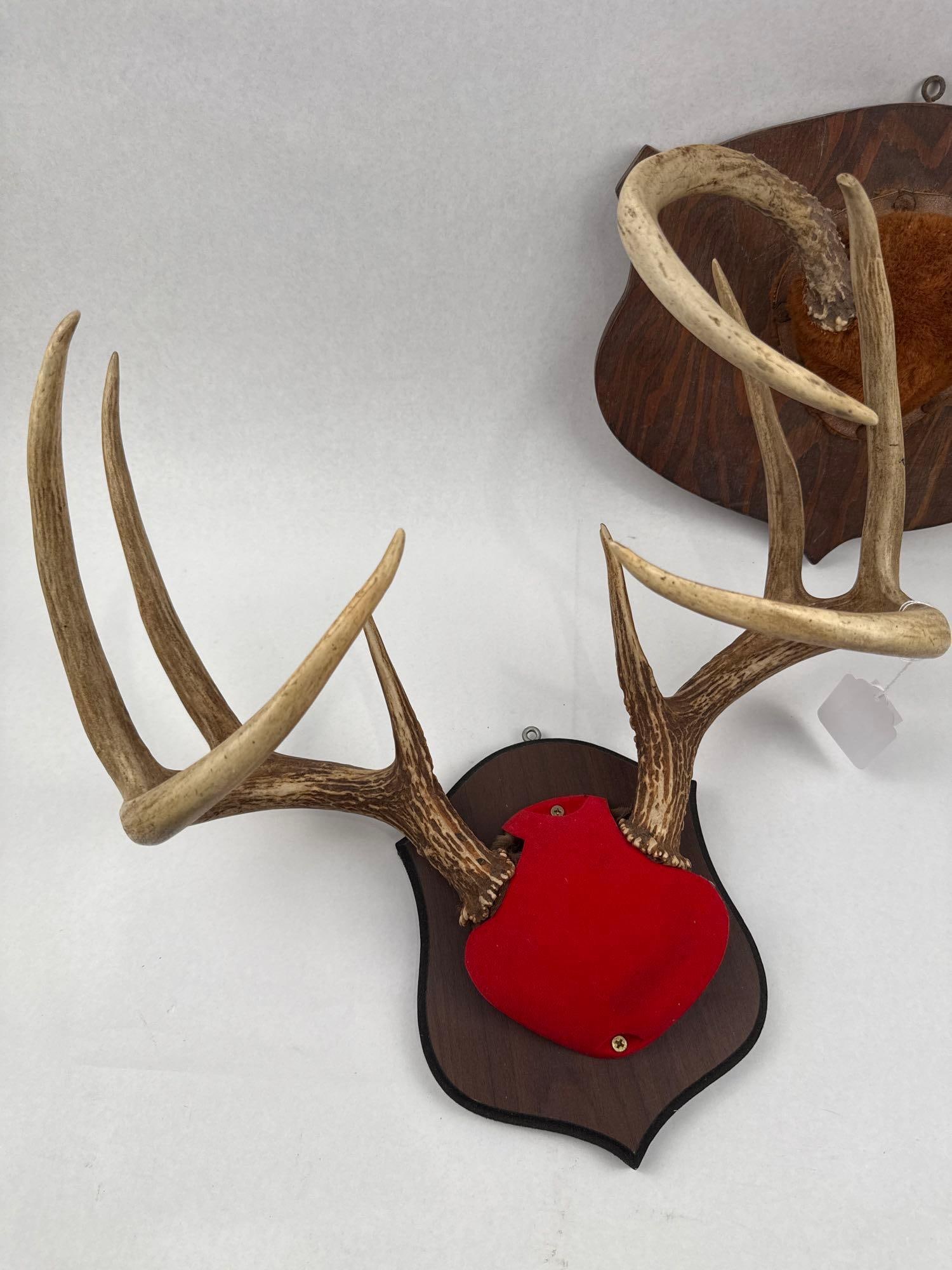 Two Mounted Deer Antler Plaques - 2