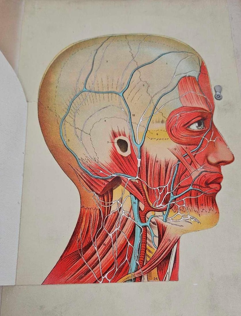 Western Publishing Anatomical Portfolio: This medical anatomical portfolio is titled Physicians Anatomical Aid and was produced by Western Publishing House of Chicago. The work consists of a series of color lithographic plates housed within