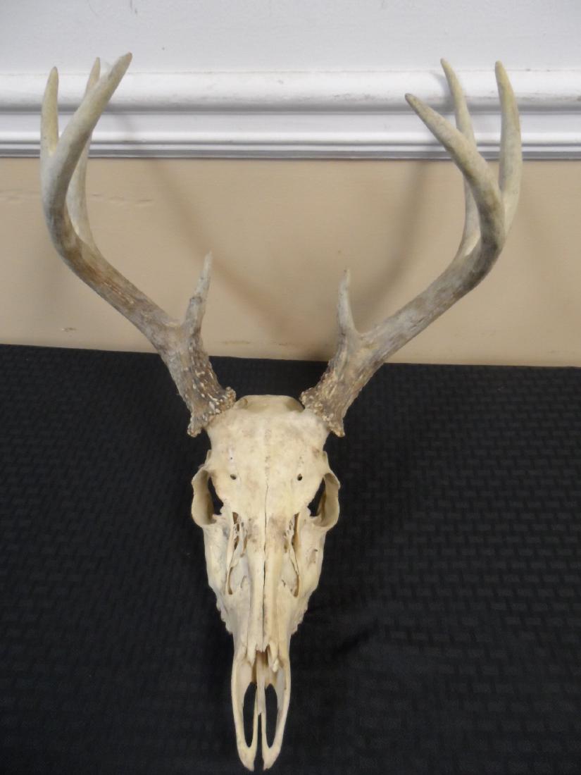 European Mounted 8 pt White Tail Deer (1 of 3)