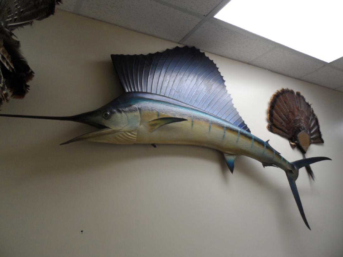 Mounted Sailfish