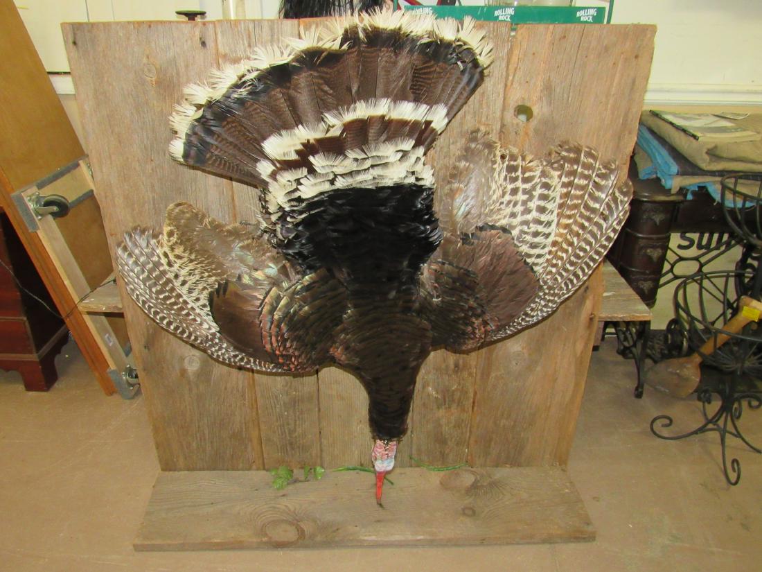 Taxidermy Turkey Hanging from Barn Wood: Taxidermy Turkey Hanging from Barn Wood. Depicts a turkey post hunting trip hanging from side of barn. Excellent cond. Turkey measures 44" x 42" Wooden stand is 48" x 46"